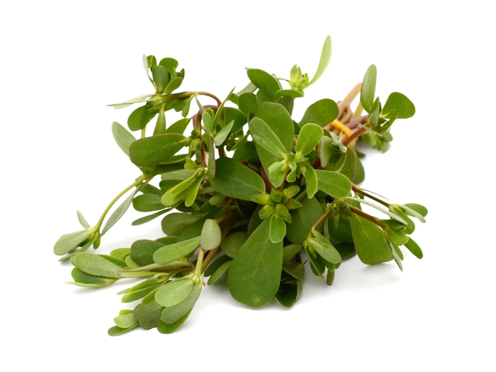 Portulaka zeleninová