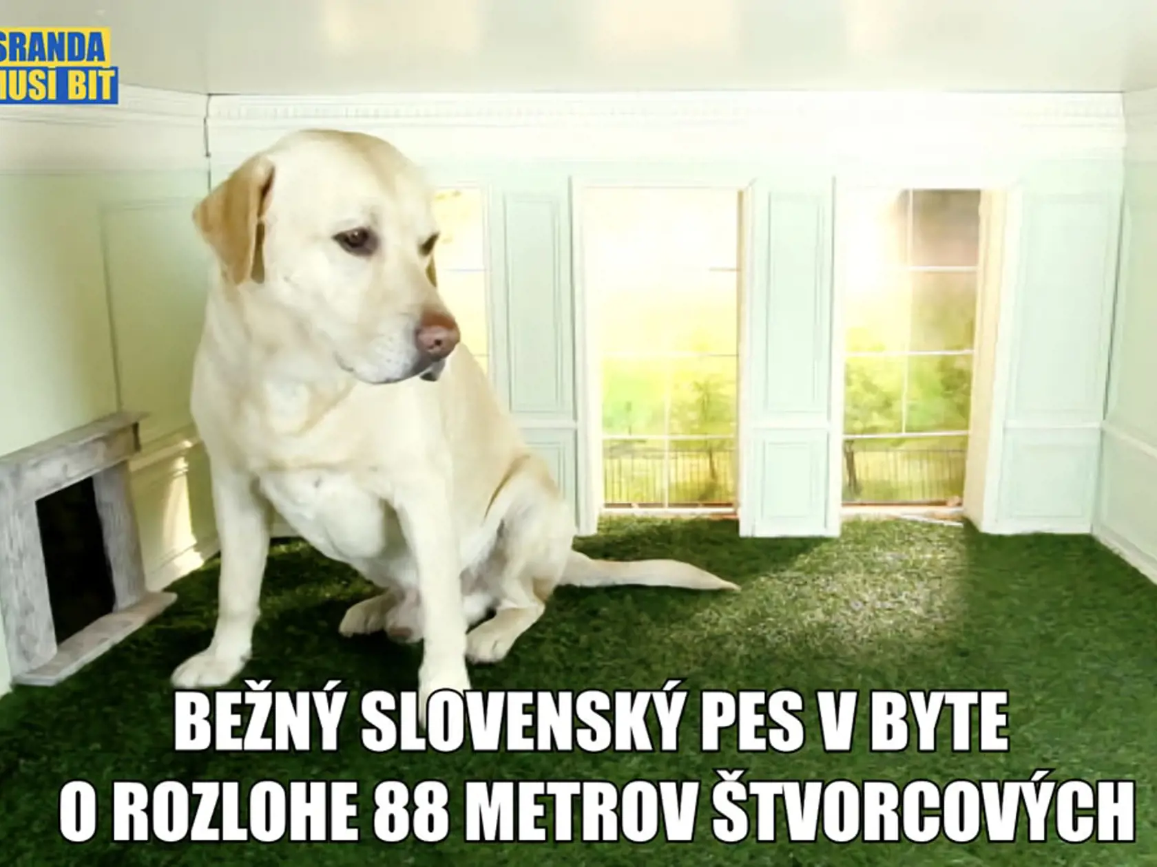 A zase Gery Petra Pellegriniho! Jednoducho, bežný slovenský pes, bežného slovenského politika, či?