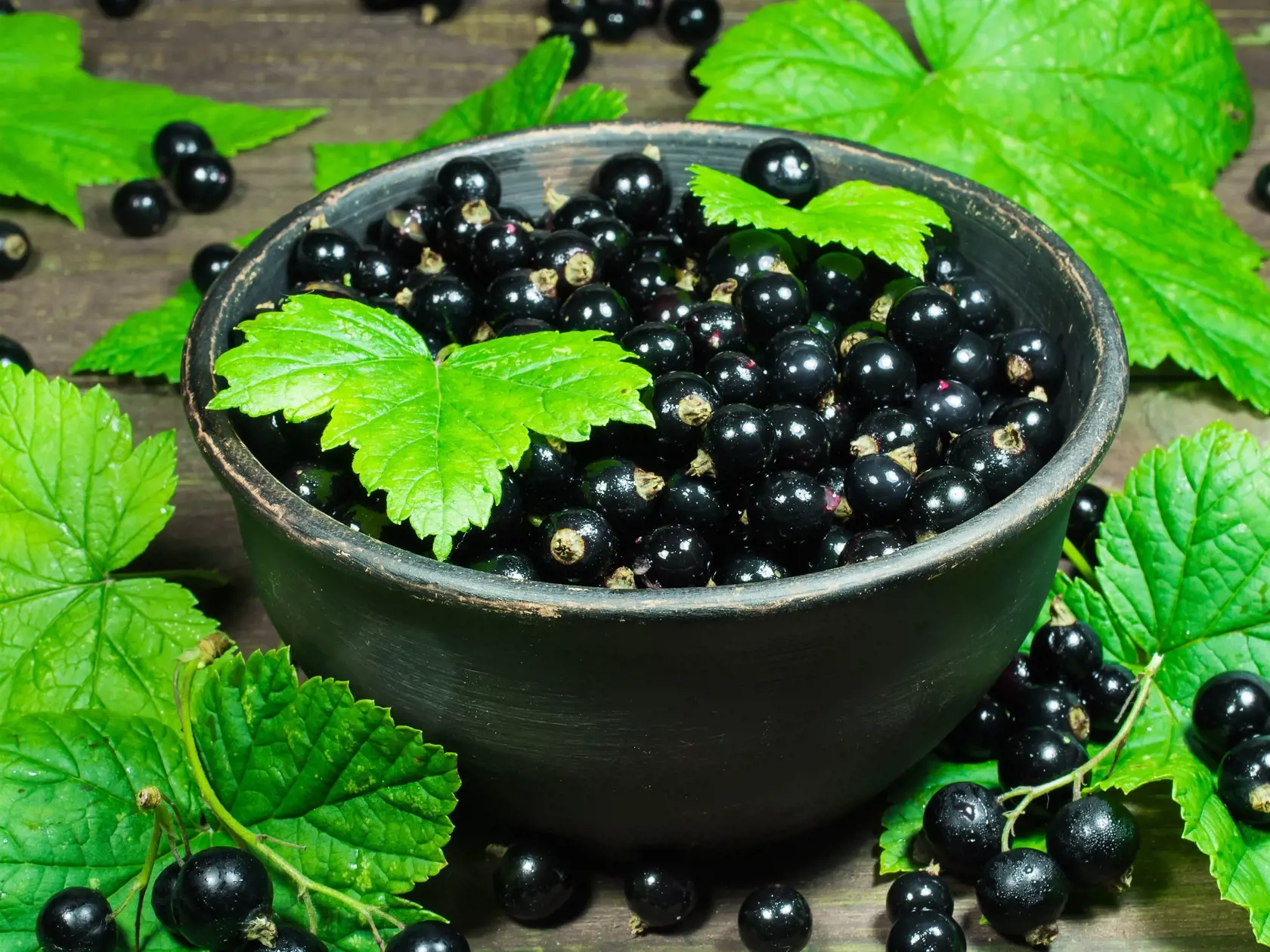 black currants with green leaves in the pottery bowl