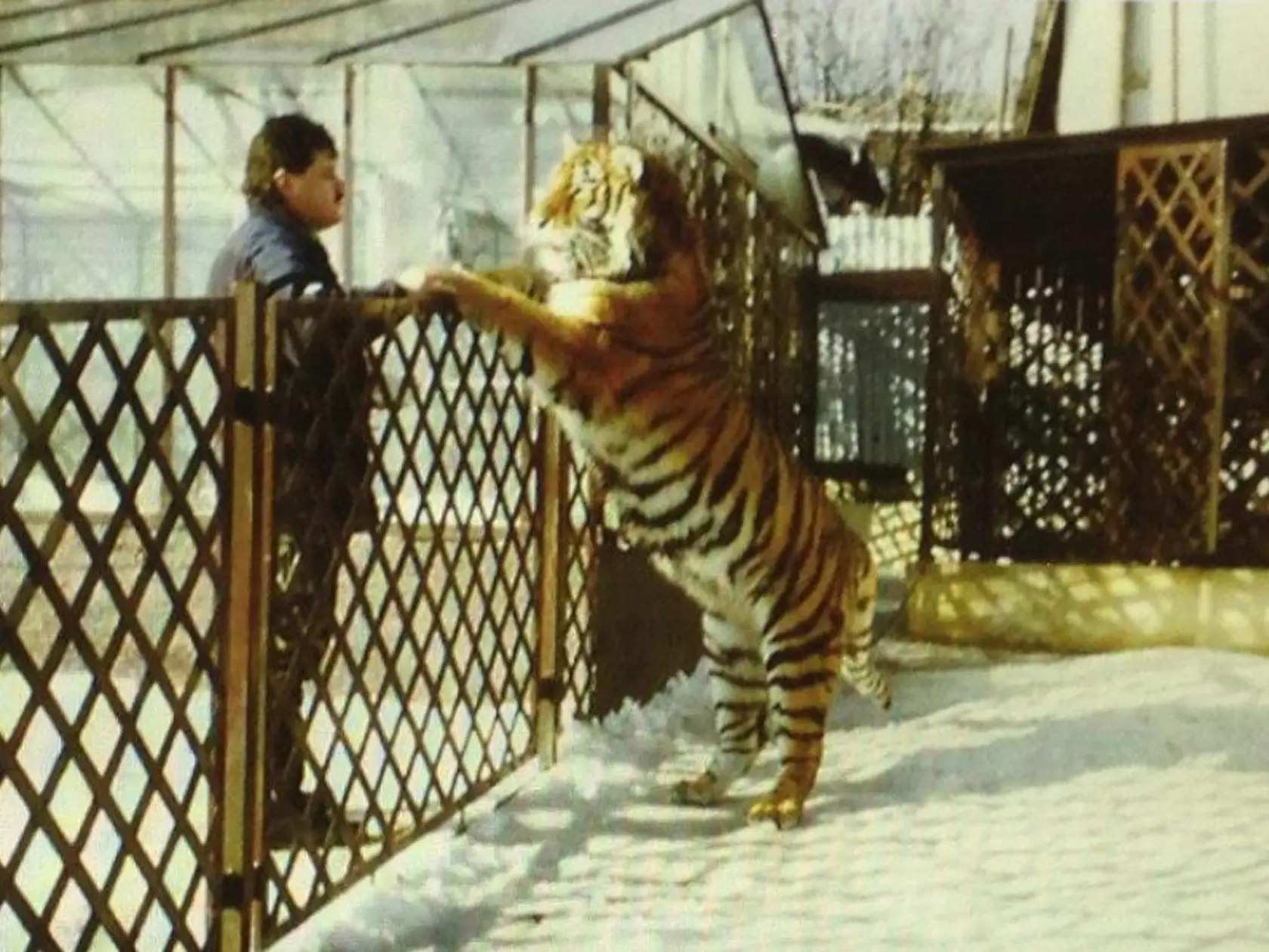 Černákove tigre: Andrej Ambróz sa o ne staral potom ako Mikuláša Černáka zatvorili.