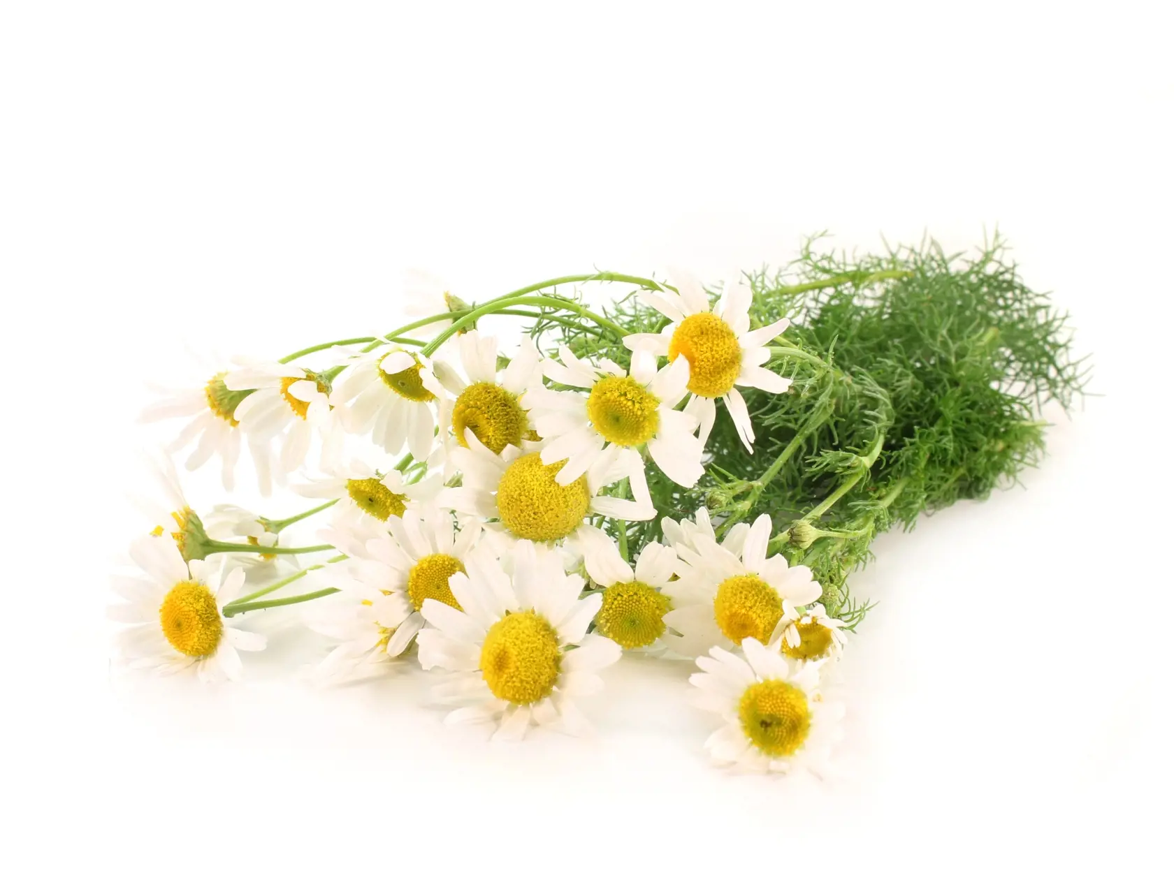 A,Few,Stalks,Of,Fresh,Chamomile,On,A,White,Background