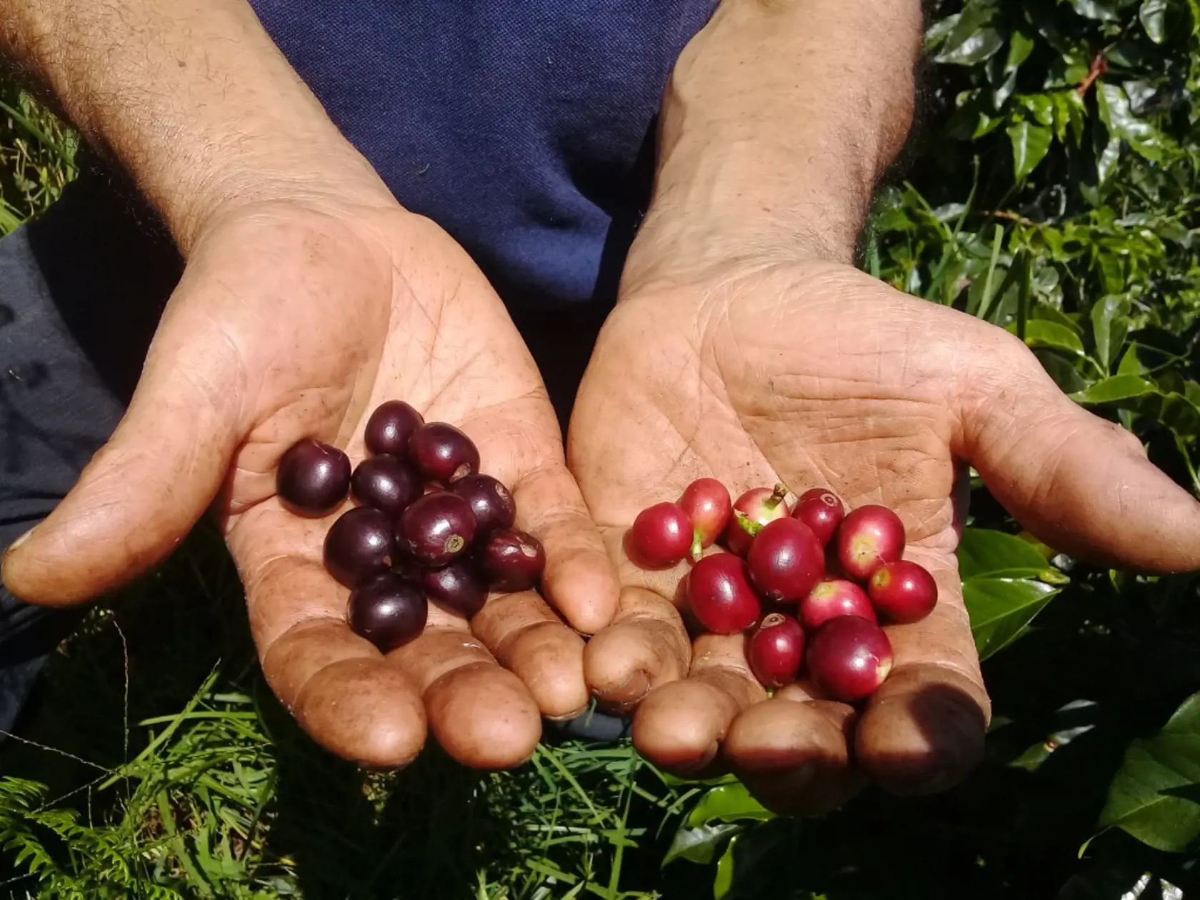 Dôraz je kladený na ručne zbierané kávové čerešne, ktoré tvoria základ Master Origin Costa Rica.