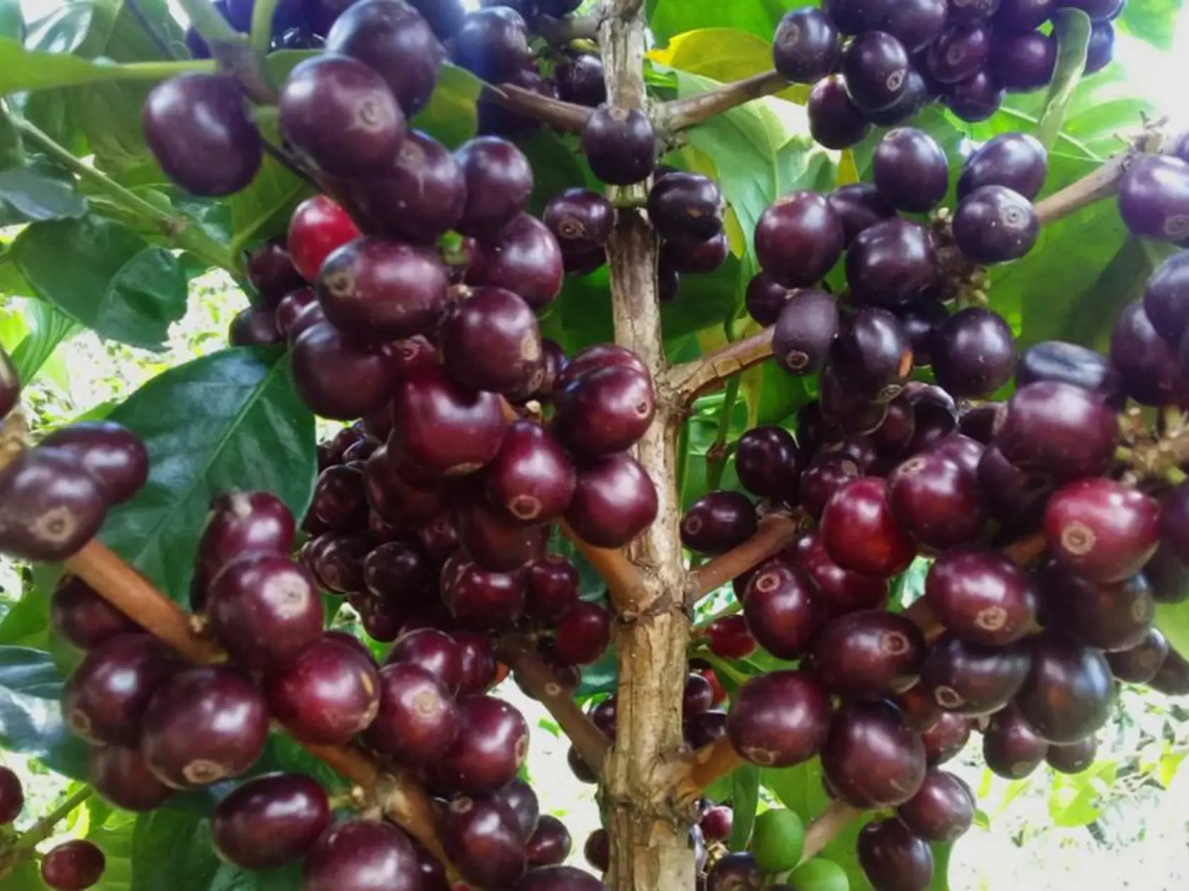 Limitovaná edícia Master Origin Costa Rica je výsledkom vzájomne silného partnerstva a obojstrannej dôvery s miestnymi odborníkmi, ktorí majú tento proces spracovania kávy patentovaný.
