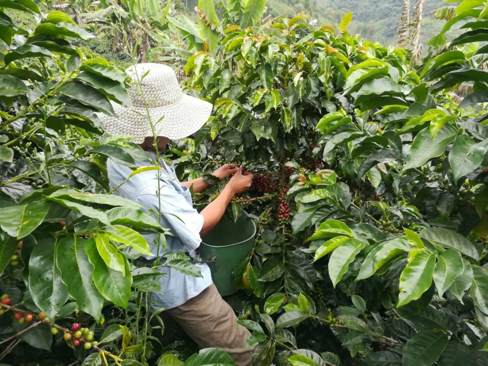 V každom z vybraných regiónov Nespresso vytvorilo partnerstvo s miestnymi farmármi a vyskúšalo s nimi inovatívne a náročné techniky spracovania ich zŕn, ktoré vedú k tomu, že sa v ich káve rozvinú nové arómy, chute aj vône.