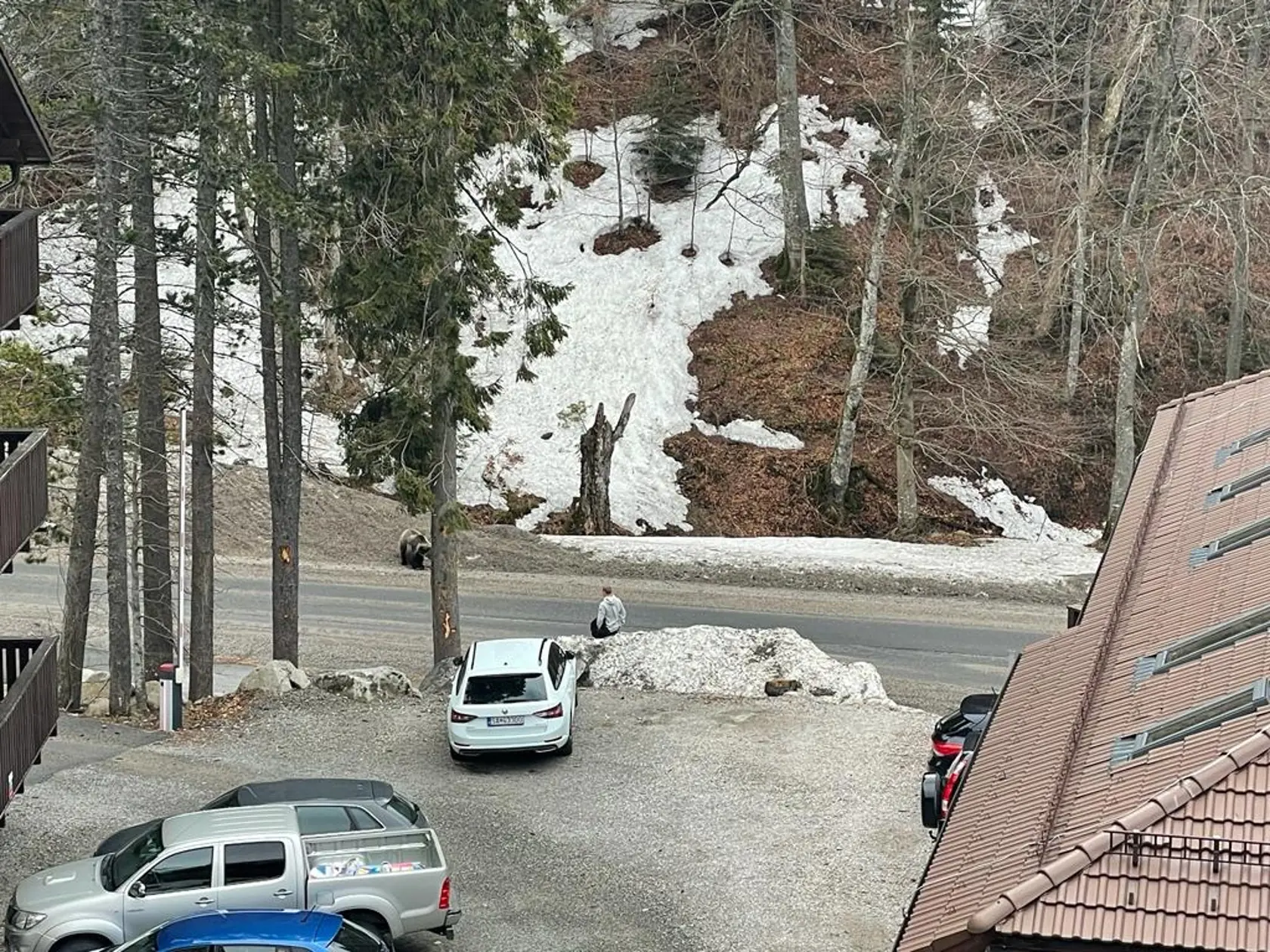 Nezodpovední turisti si medvedicu nakrúcali a hádzali jej potravu.