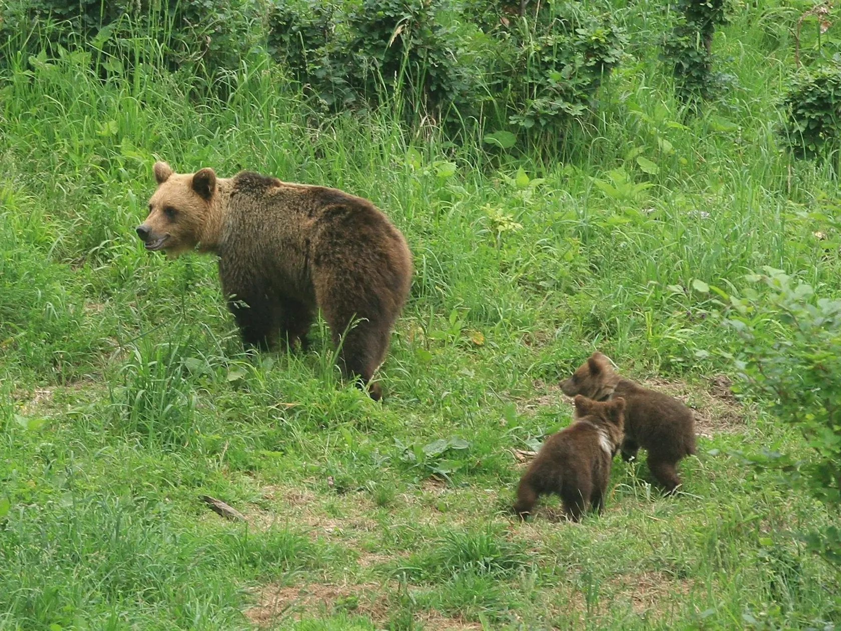Medvedica zaútočila v katastri Očovej na 33-ročného lesníka.