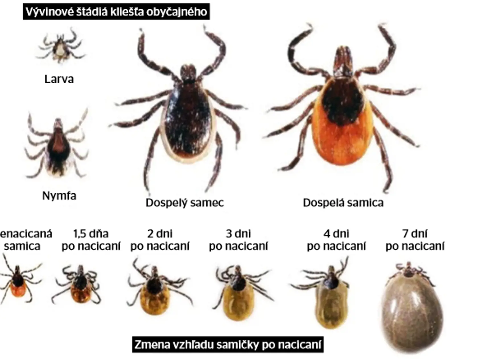 Vývojové štádiá kliešťa.
