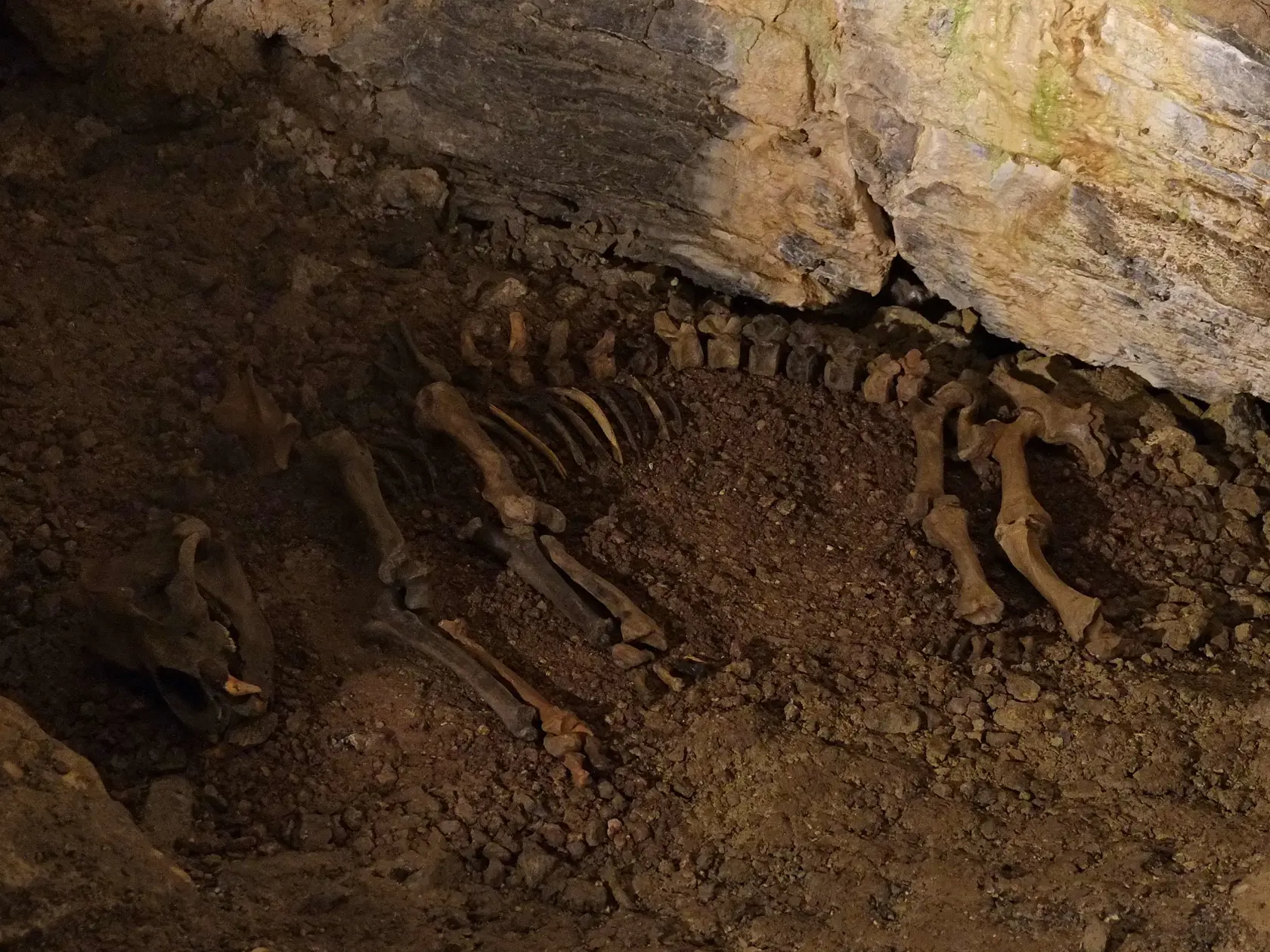 Kosti jaskynného medveďa vo Važeckej jaskyni