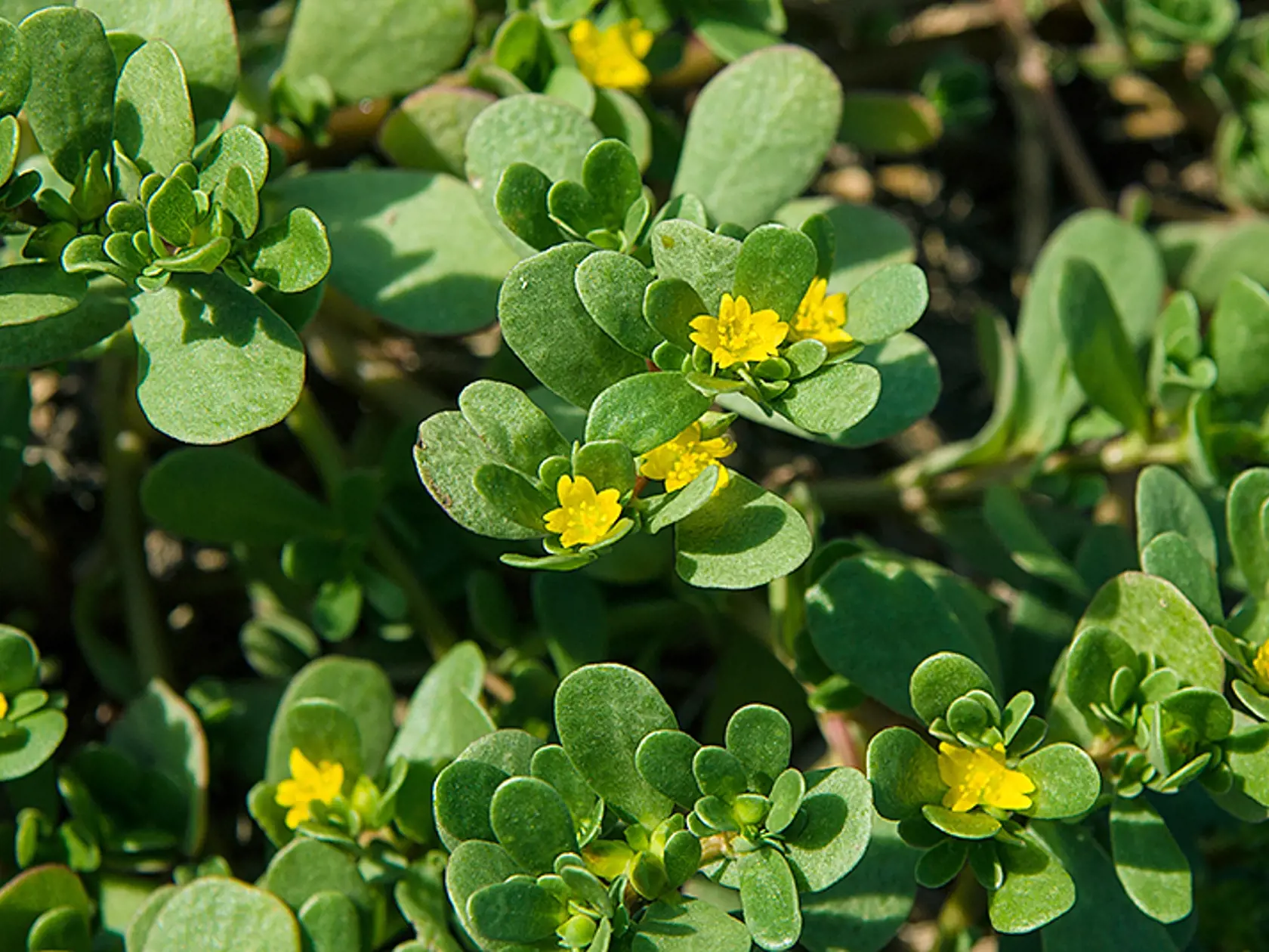 PORTULAKA PLNÁ VITAMÍNOV A MINERÁLOV