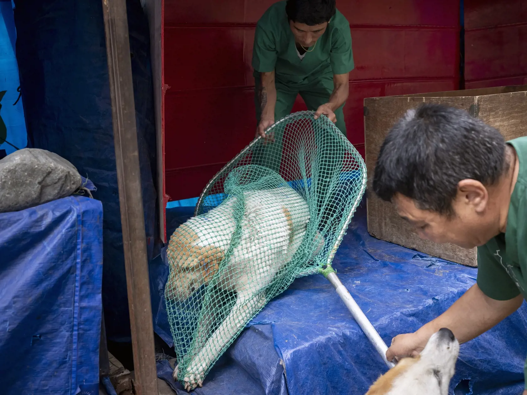 EBE 47 Dharmsala - Dobrovoľníci z mimovládnej organizácie Tibet Charity chytili pouličného psa do siete počas očkovania psov proti besnote v indickej Dharamshale 29. septembra 2022. FOTO TASR/AP

Volunteers from Tibet Charity, an NGO, catch a street dog in a net to vaccinate it against rabies in Dharamshala, India, Thursday, Sept. 29, 2022. (AP Photo/Ashwini Bhatia)