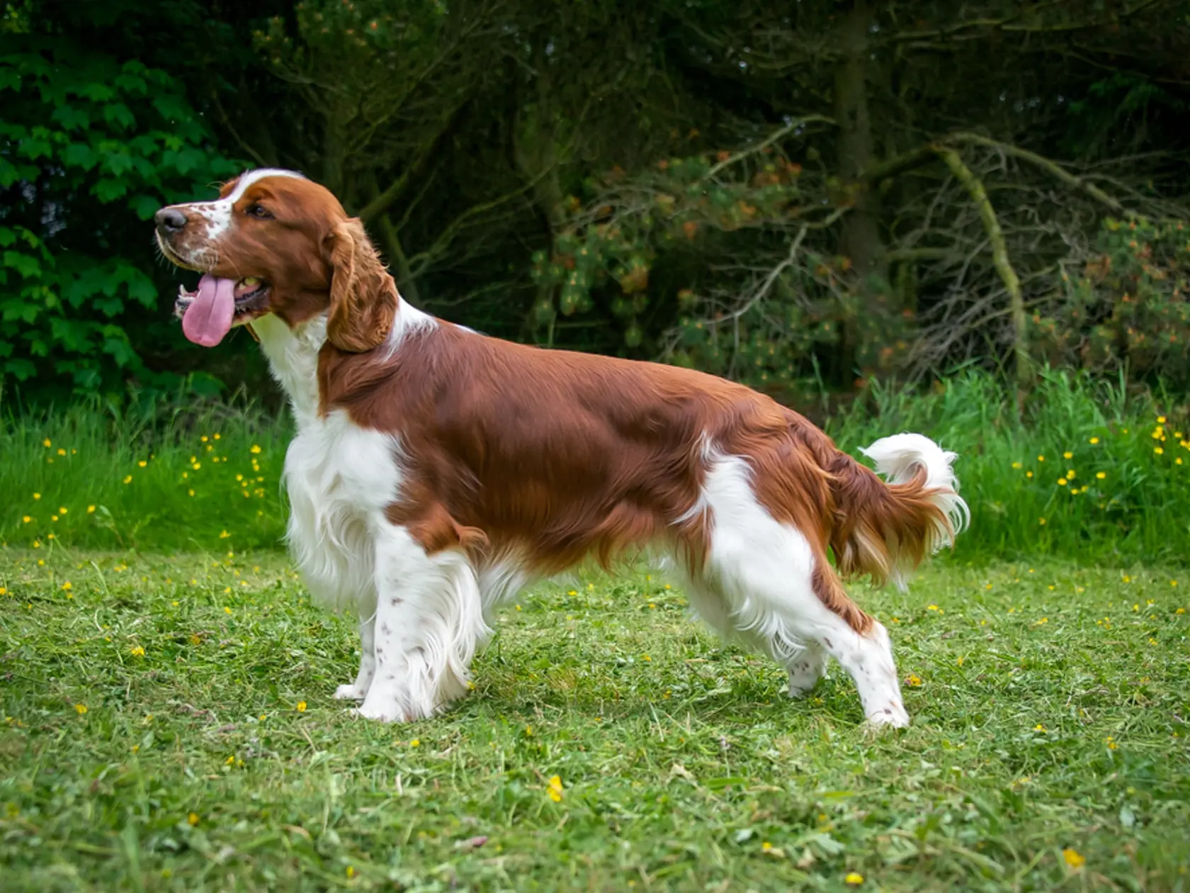 13. Anglický špringeršpaniel