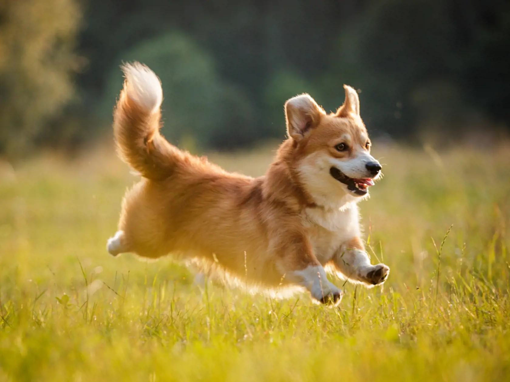 11. Corgi