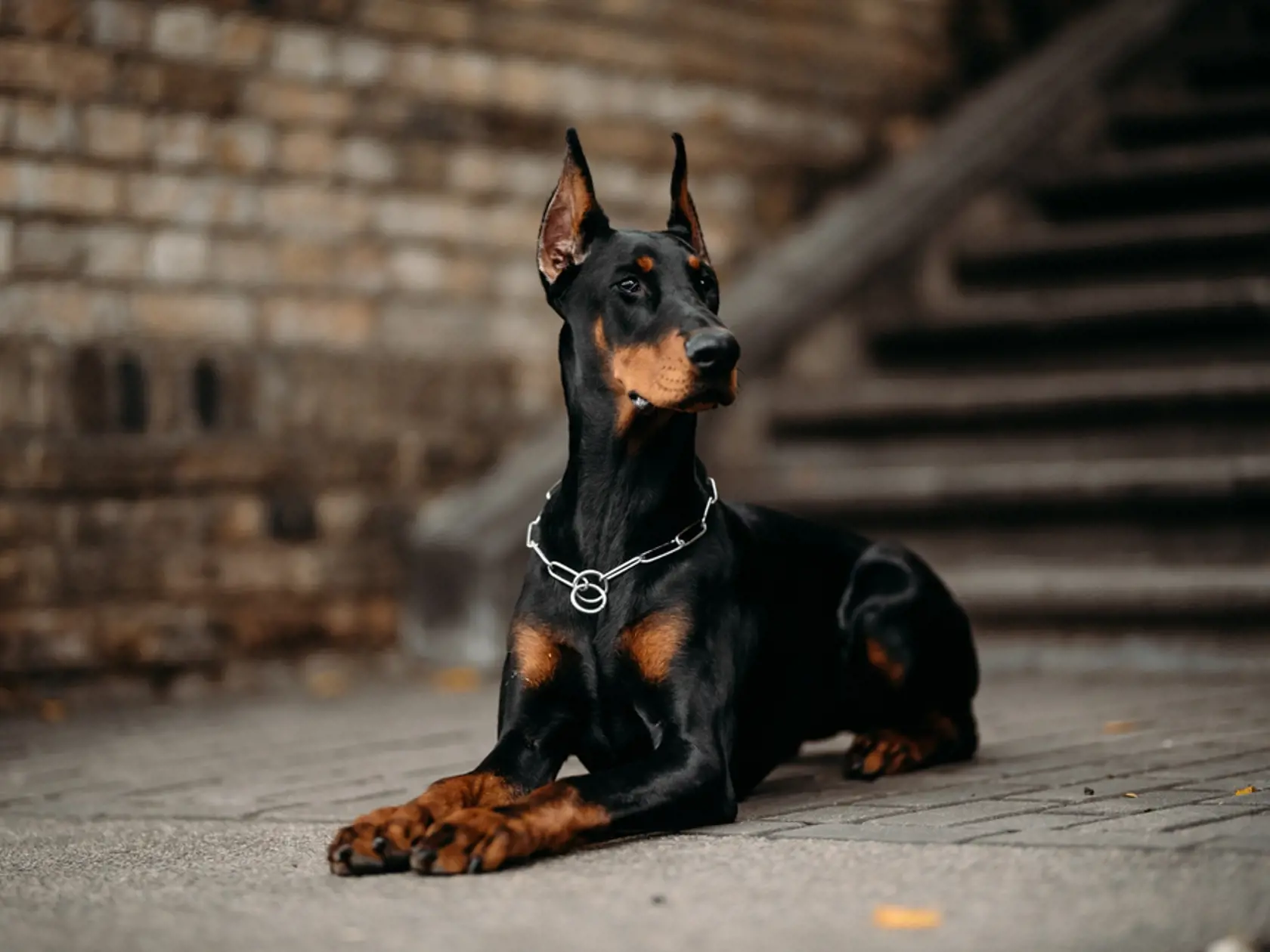 5. Doberman