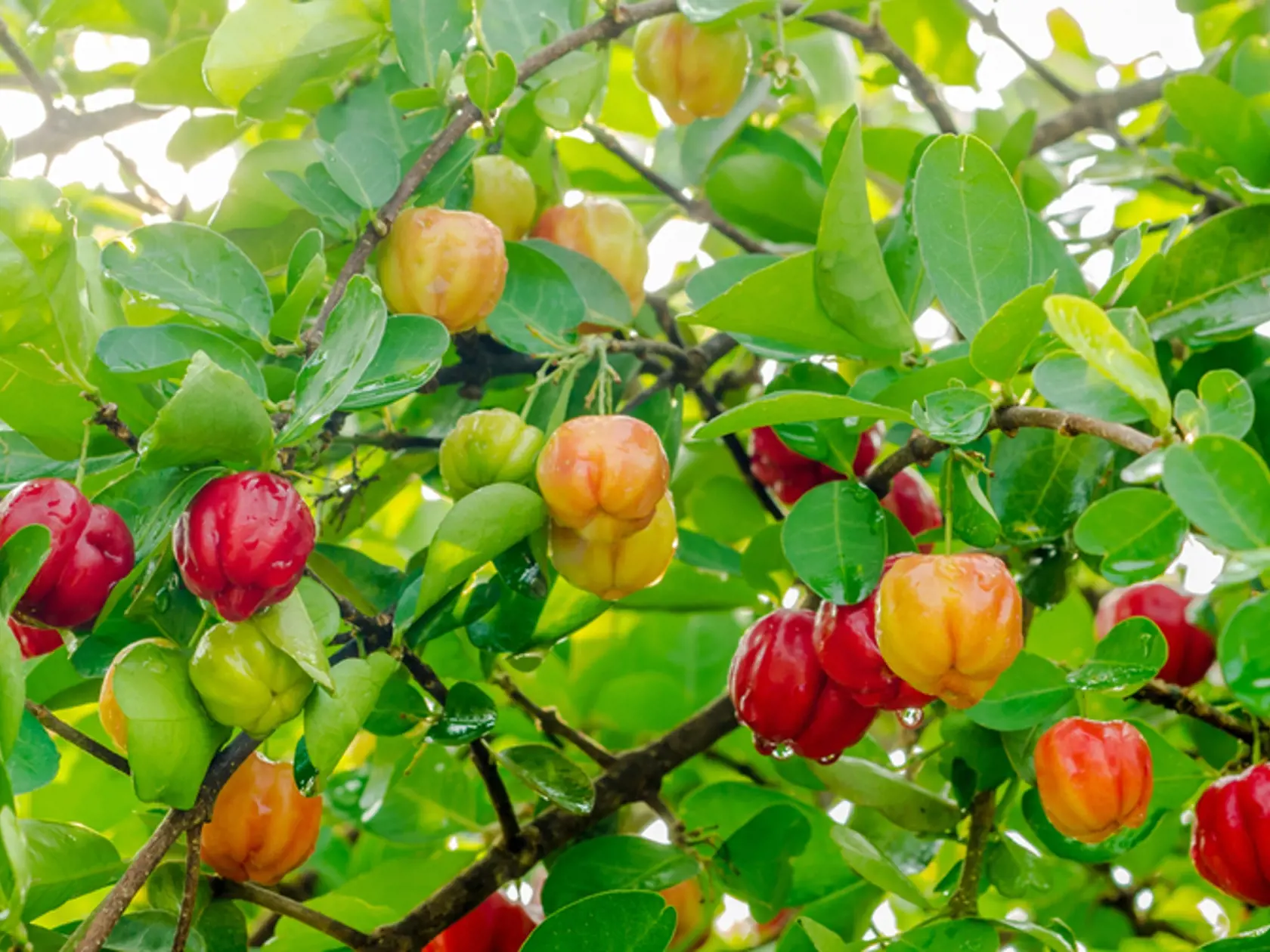 Acerola chutí ako citrón, ale pripomína skôr čerešňu.