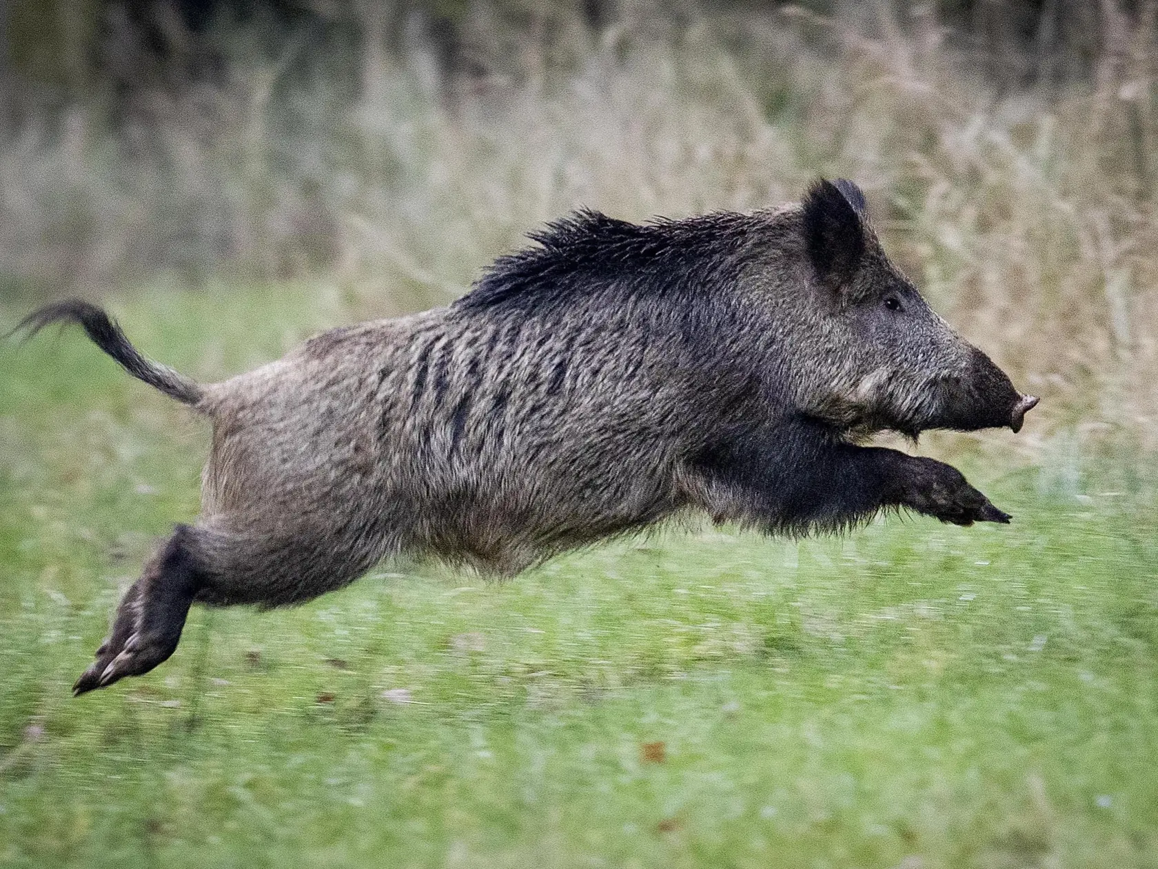 Africký mor ošípaných sa môže z diviakov preniesť na domáce zvieratá.