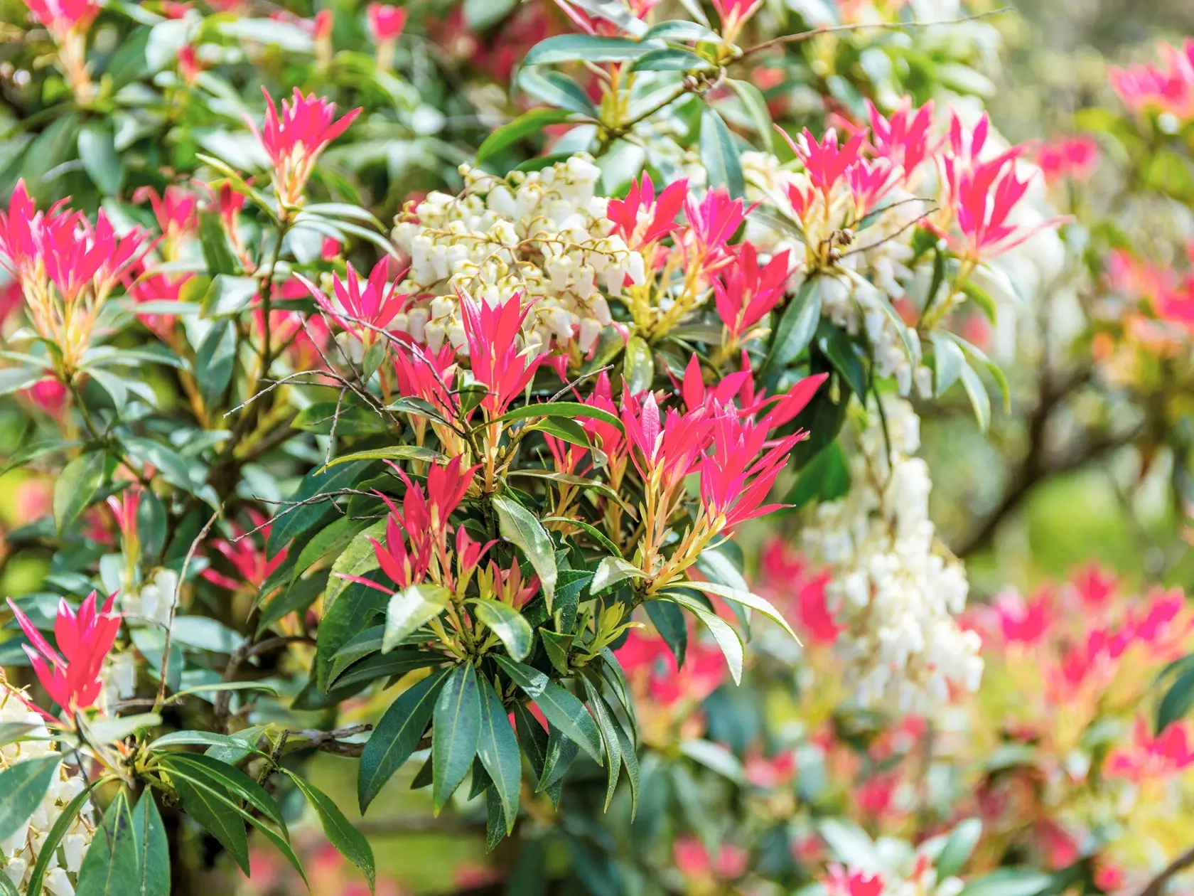 Pieris japonský ‘Forest Flame’ (Pieris japonica)