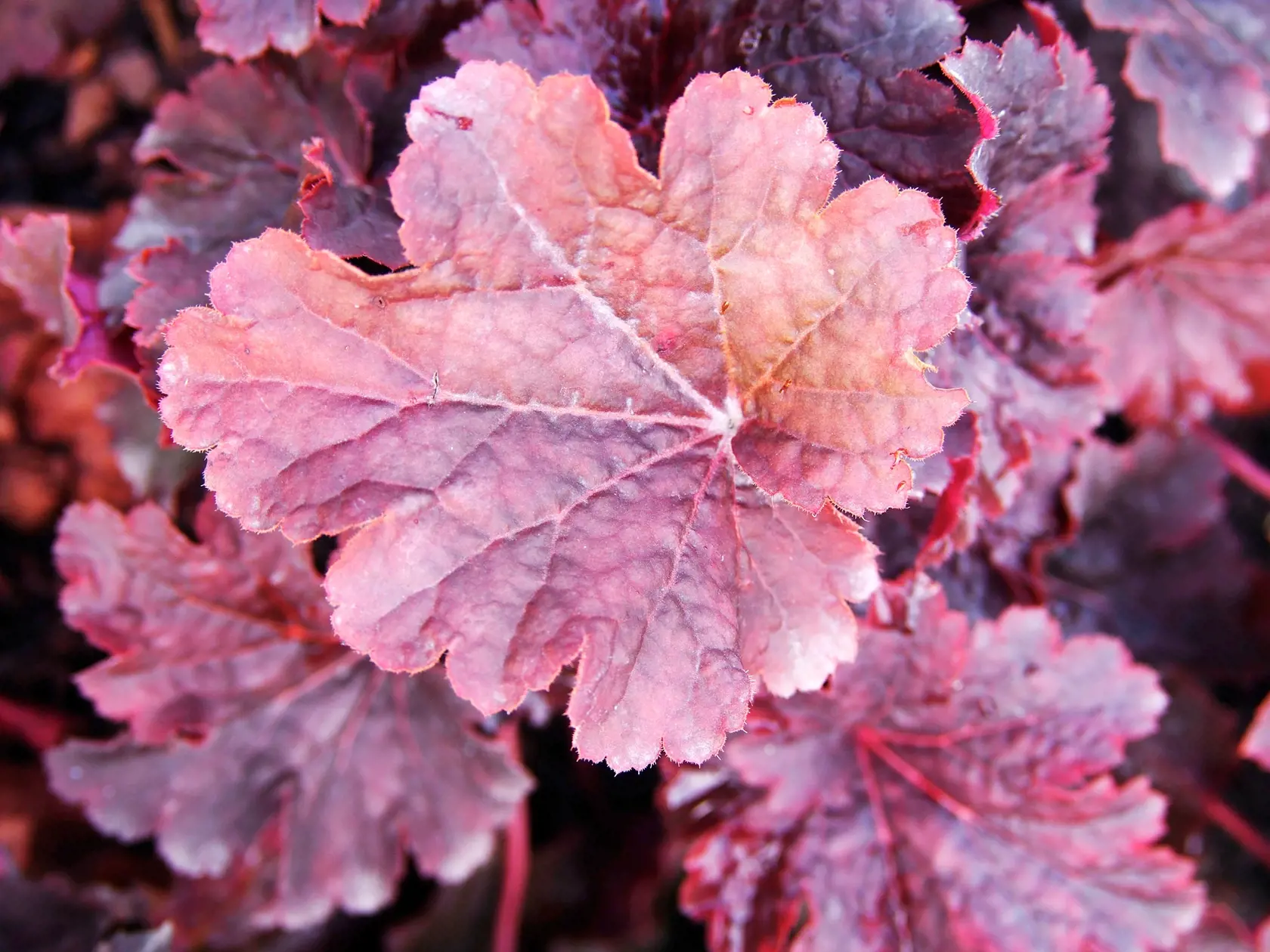 Heuchera ‘Cajun Fire’ (Heuchera)