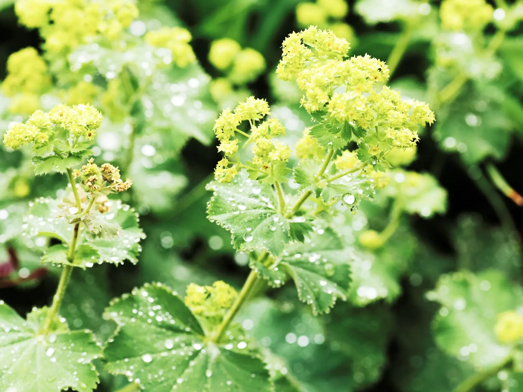 Alchemilka mäkká ‘Thriller’ (Alchemilla molis)