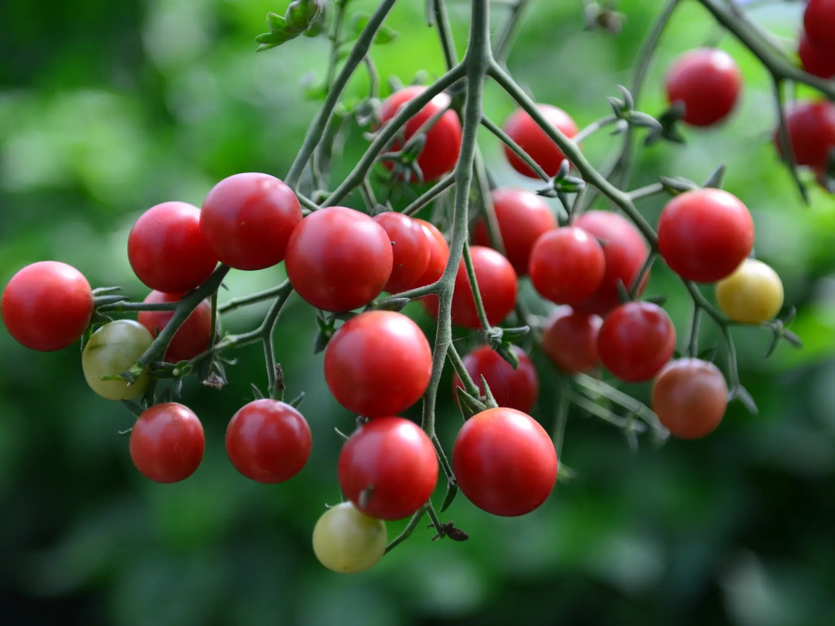 Rajčiak odroda ‘Rosella’