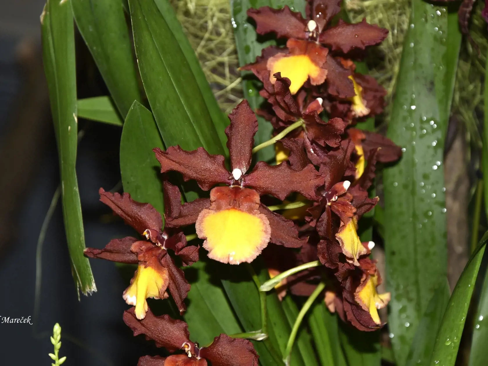 Kvet orchidei má zaujímavú skladbu - okvetné, kališné a korunné lístky.