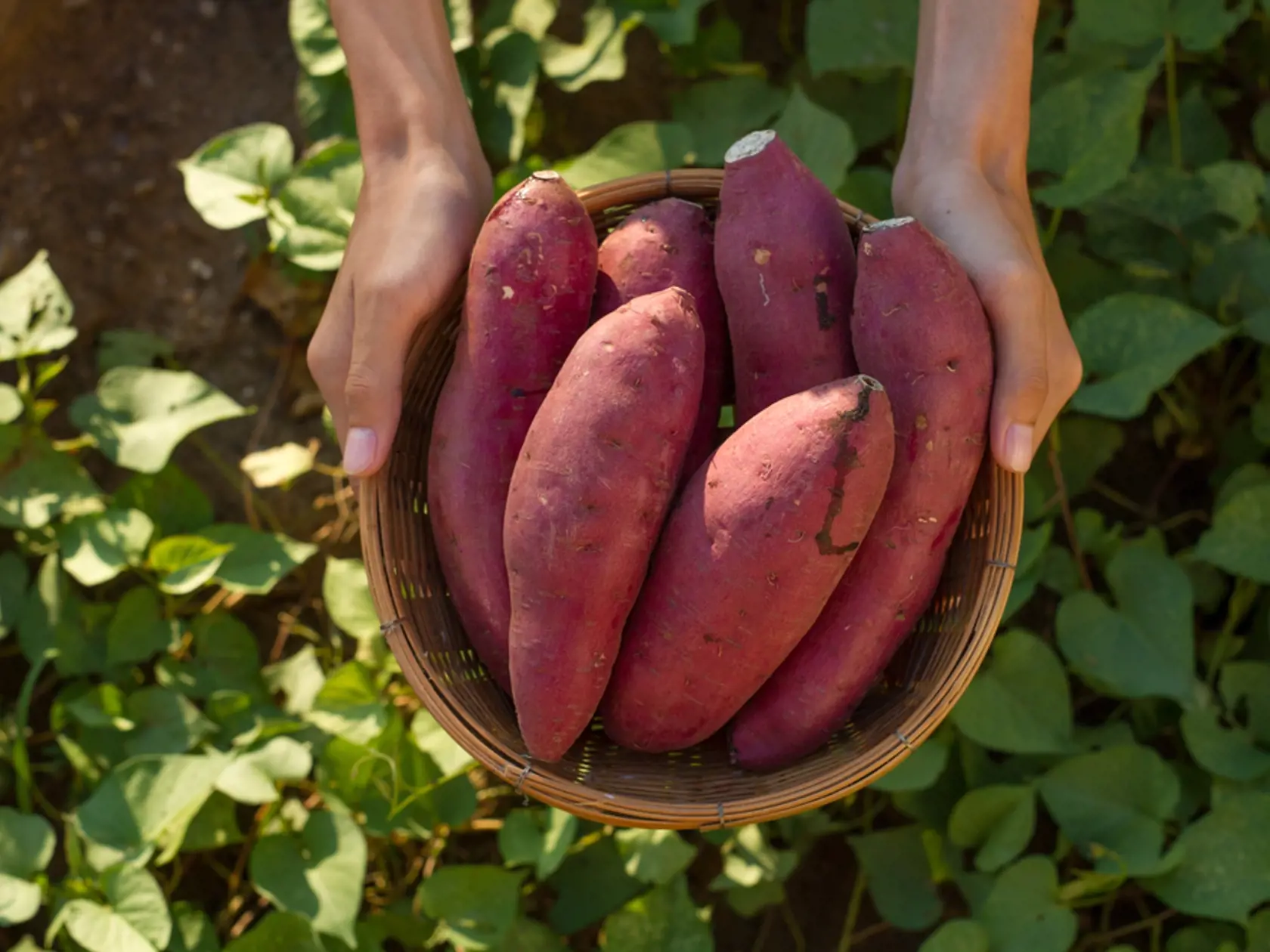 Vymeňte biele zemiaky za sladké. S nižším glykemickým indexom ako biele zemiaky nespôsobia rýchly nárast hladiny cukru v krvi. Majú tiež vlákninu, vitamín A a lykopén.