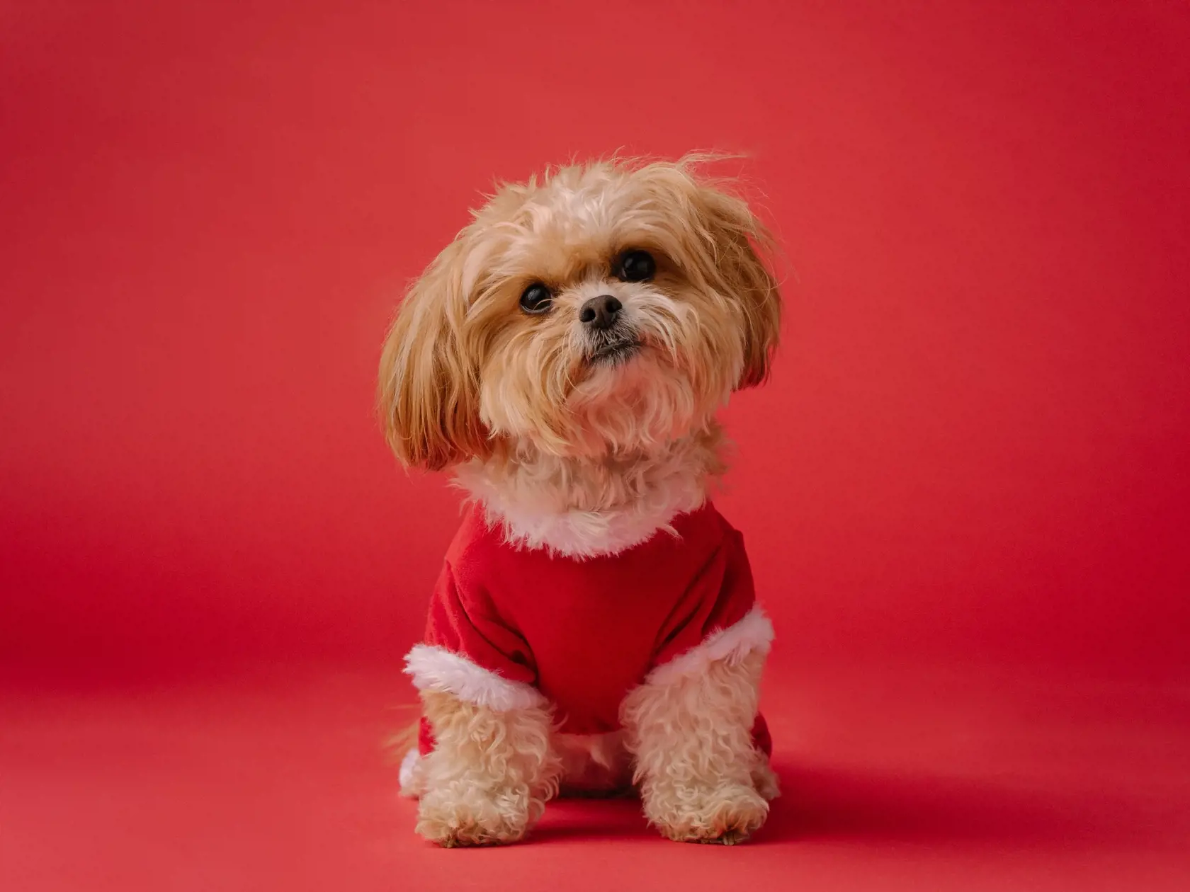 Shih-tzu.
