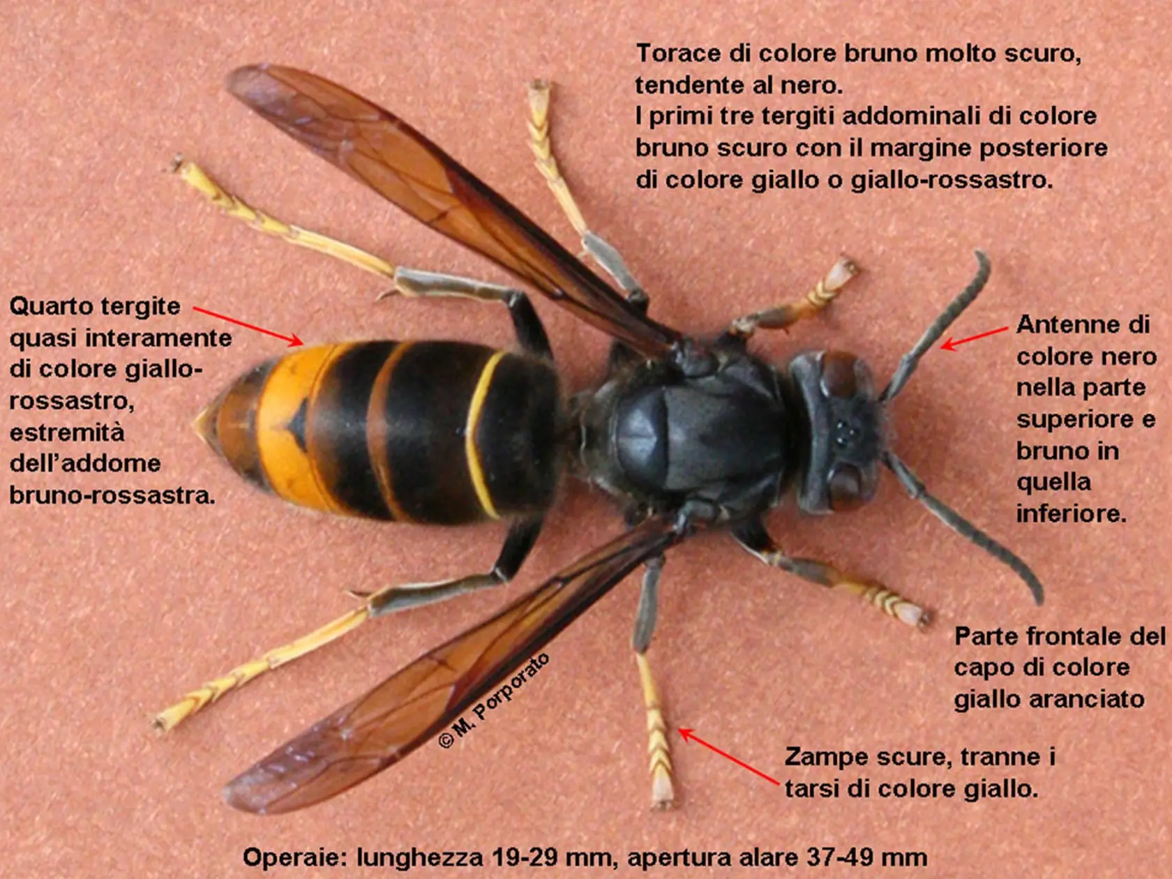 Detailný záber sršňa ázijského
