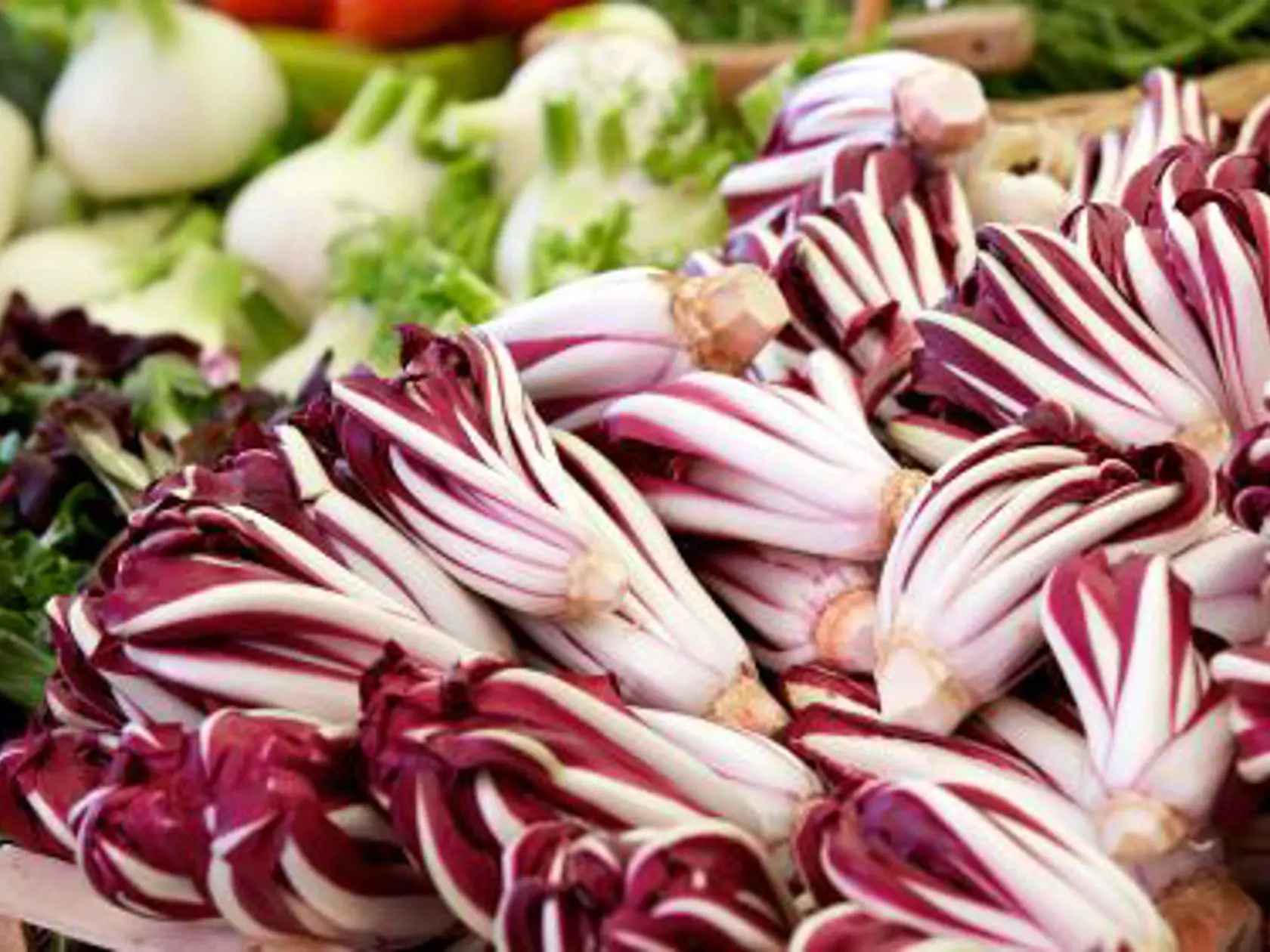 Čakanka typ Radicchio