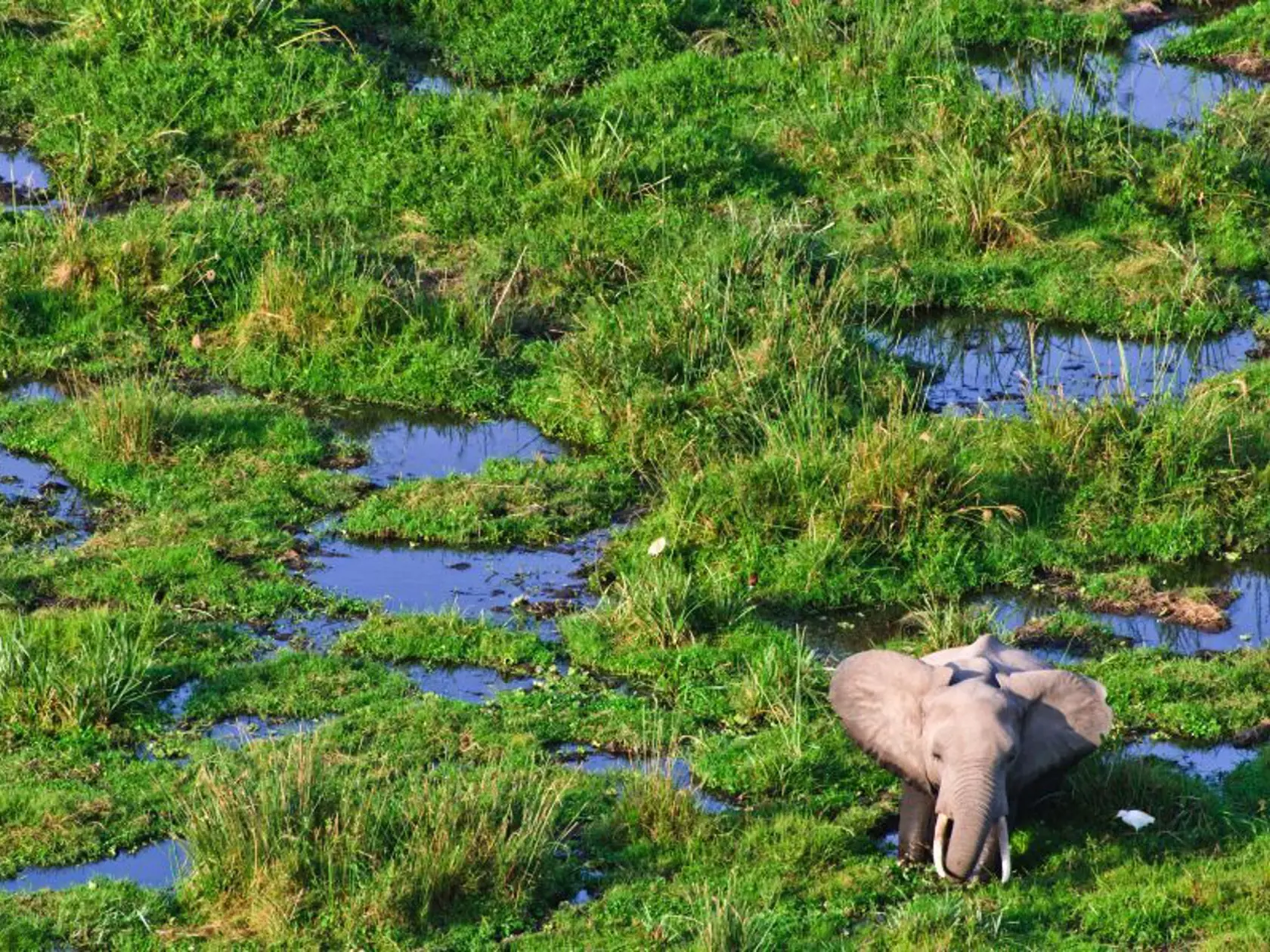 Národný park Amboseli