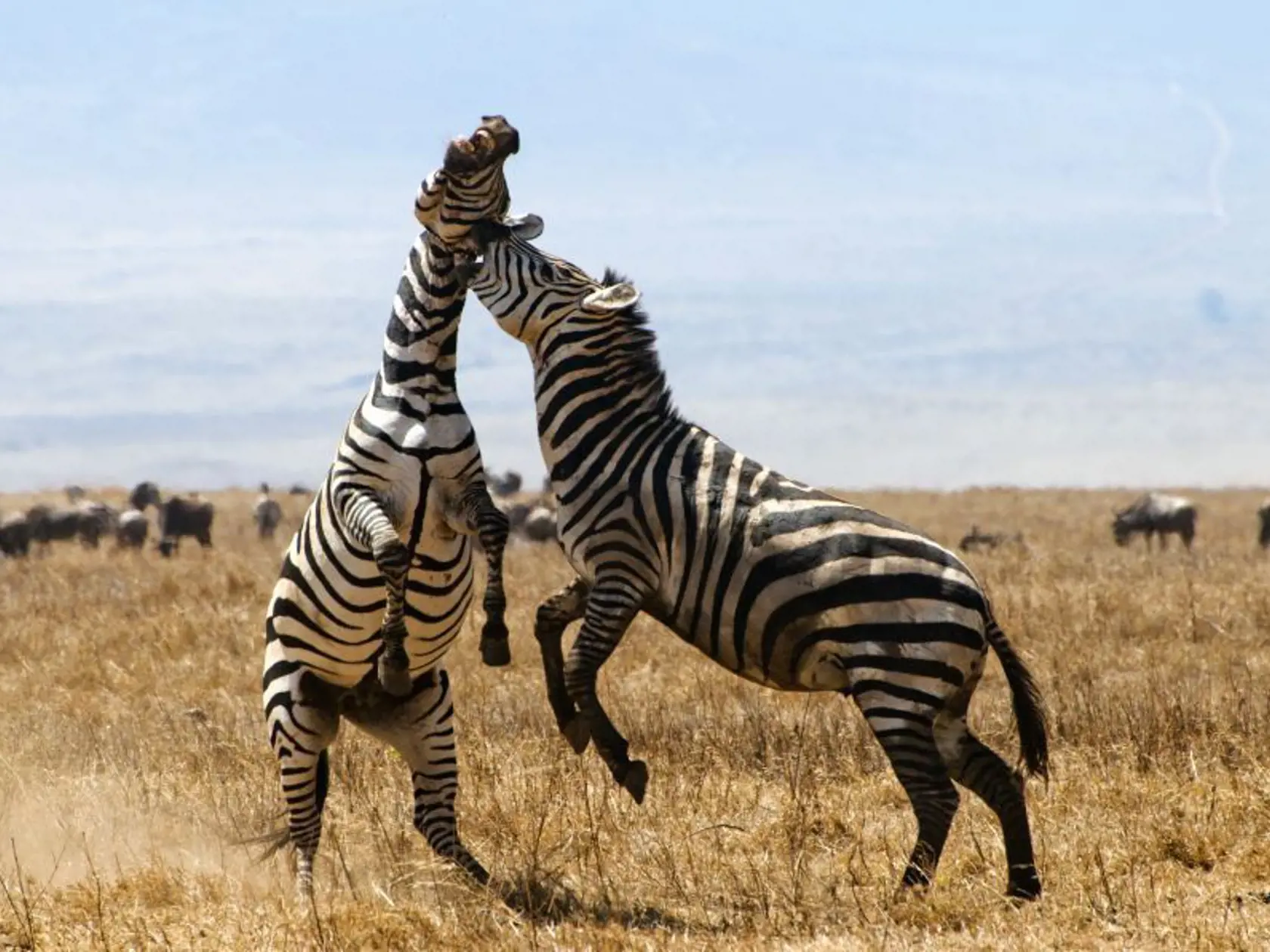 Národný park Ngorongoro