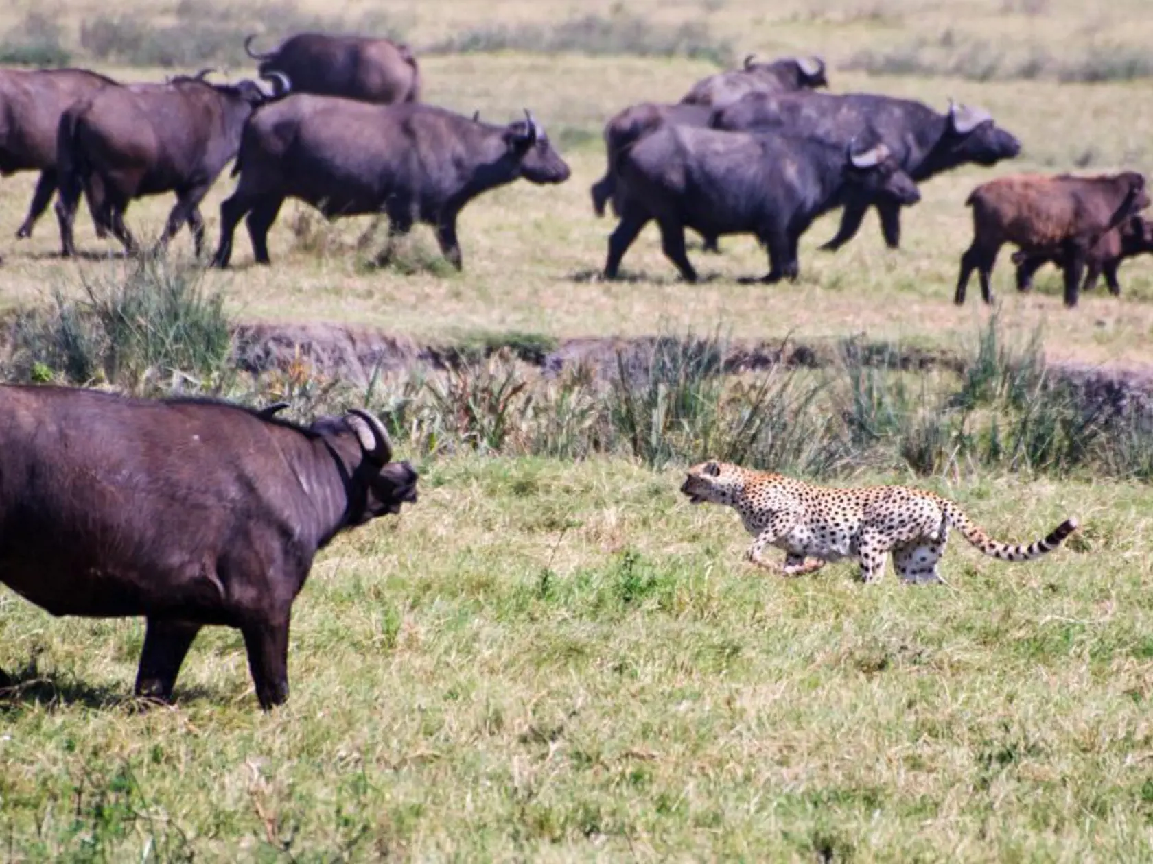 Národný park Ngorongoro