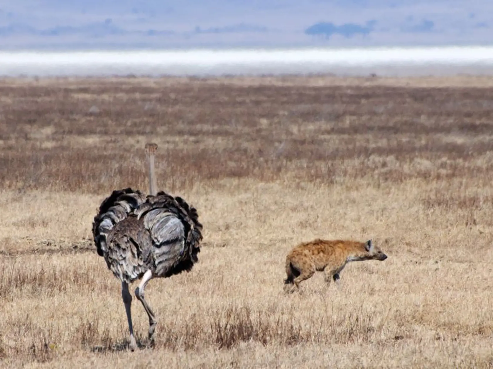 Národný park Ngorongoro