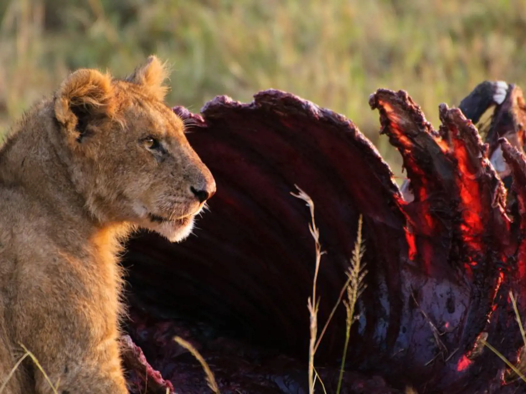 Národný park Masai Mara.