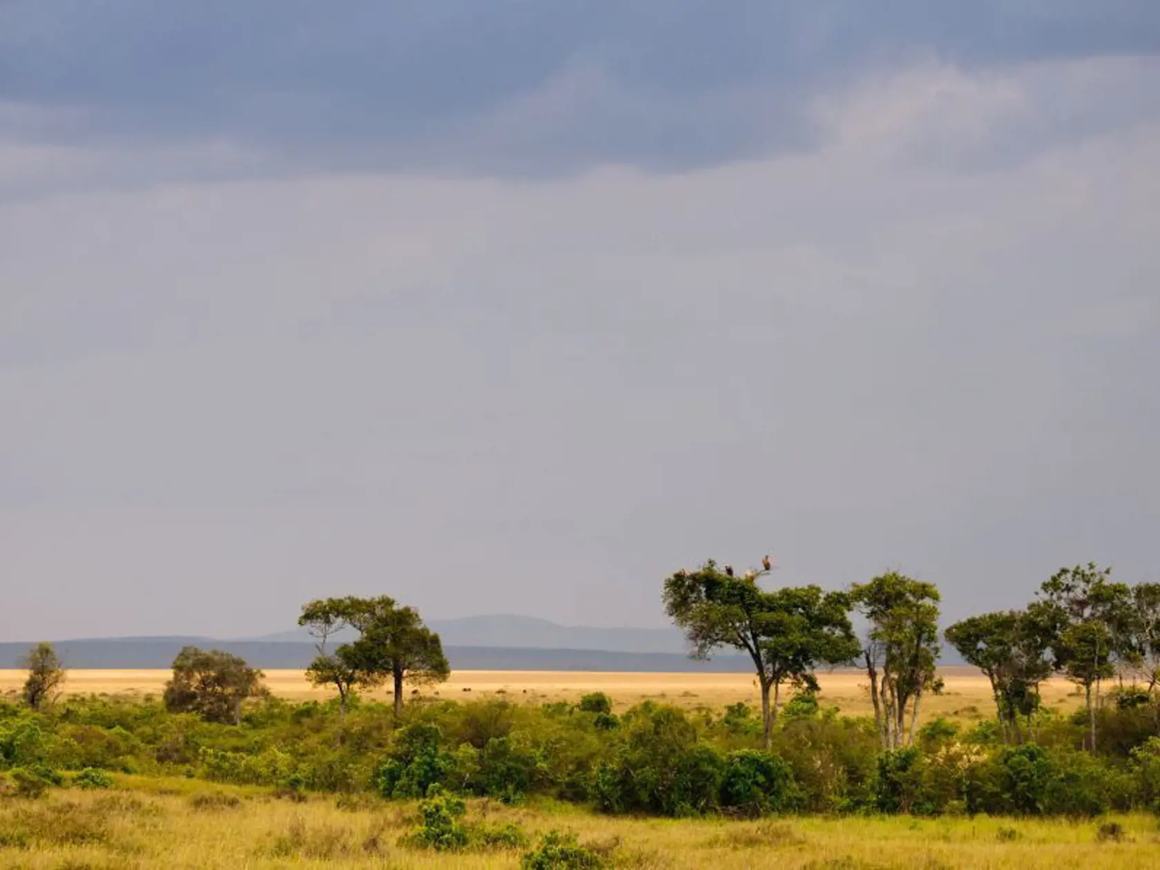 Národný park Masai Mara.