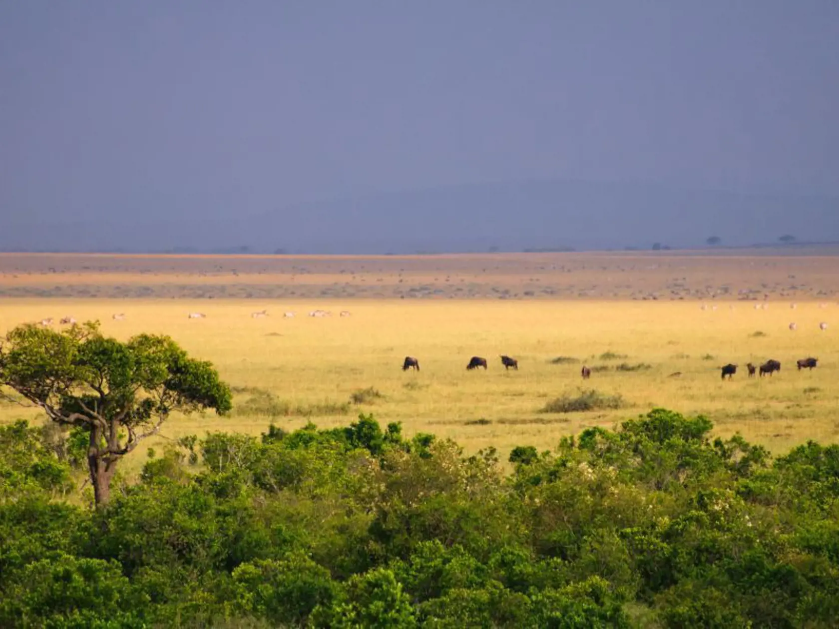 Národný park Masai Mara.