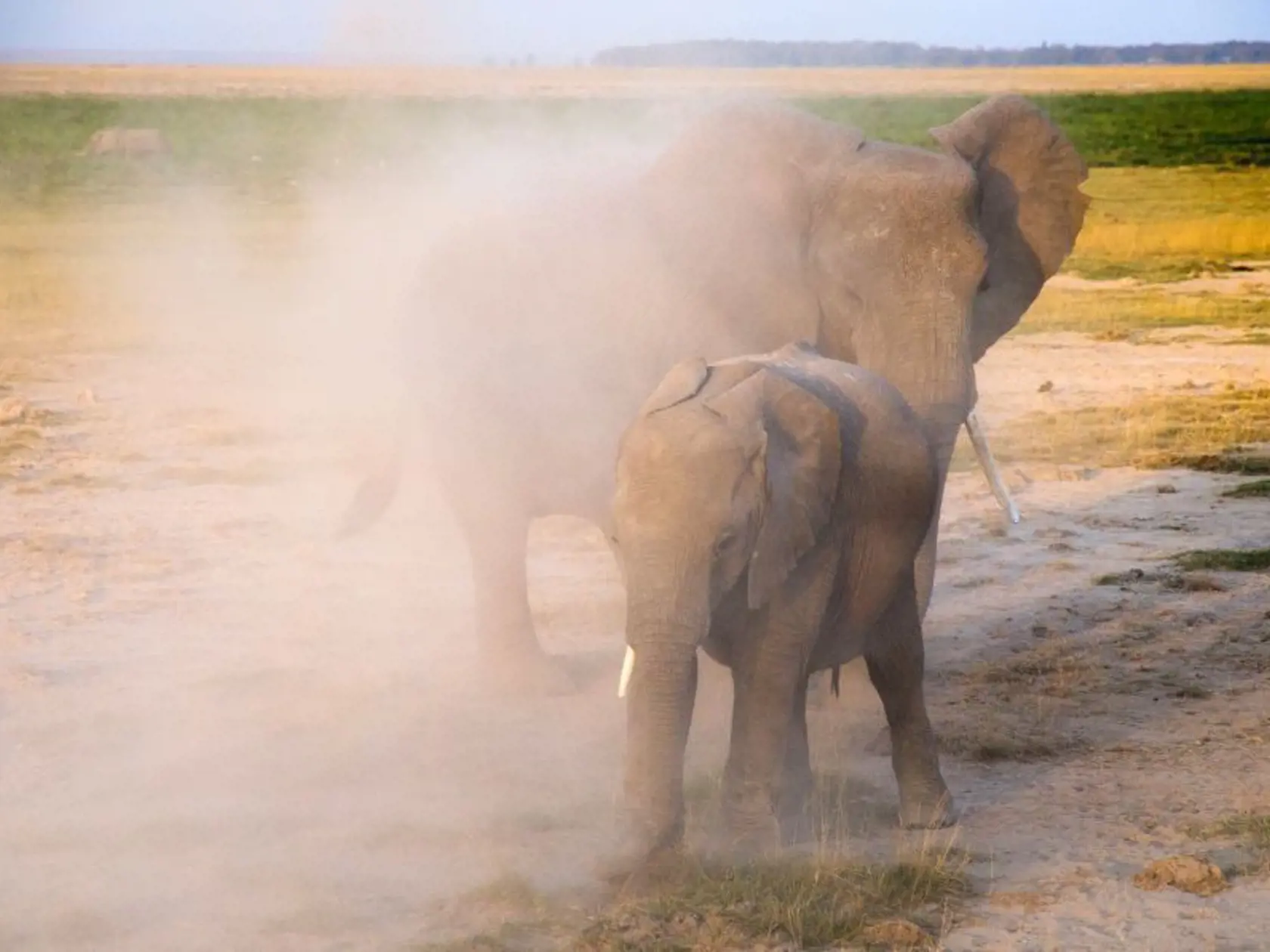 Slony v Amboseli