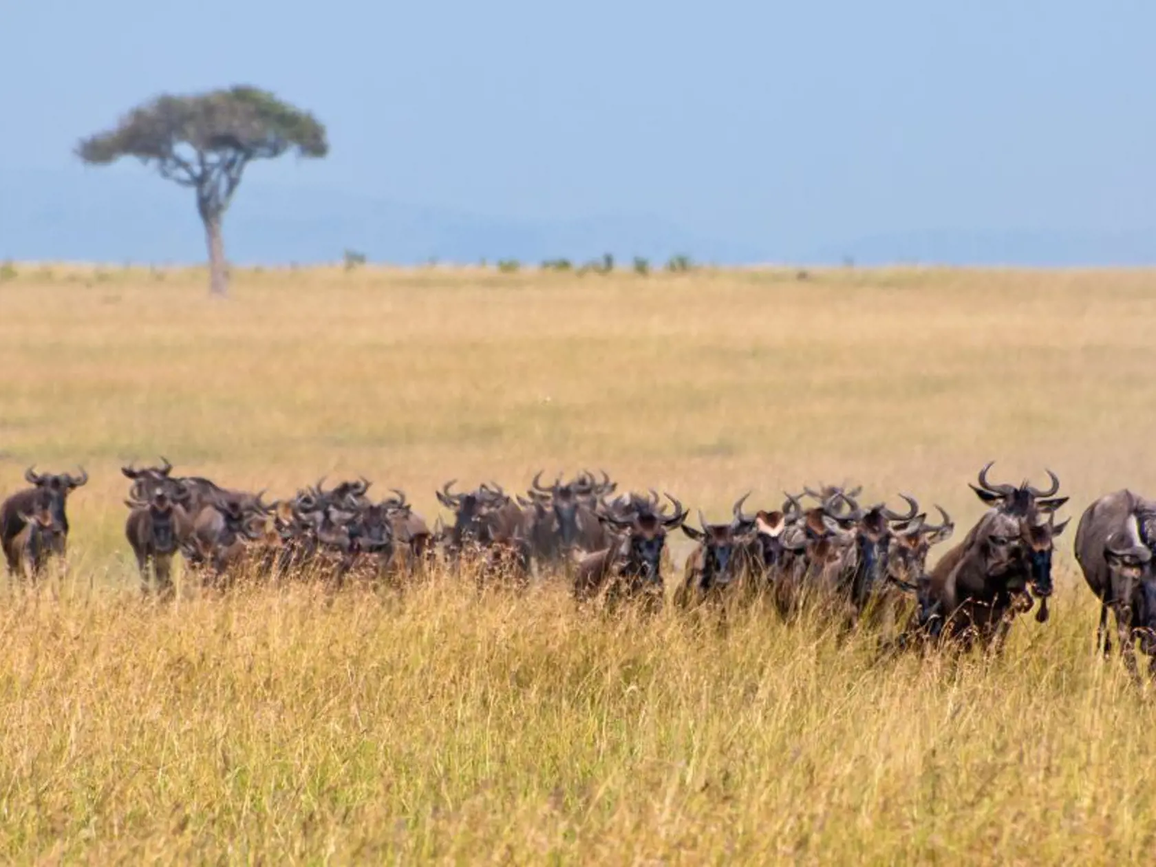 Národný park Masai Mara.