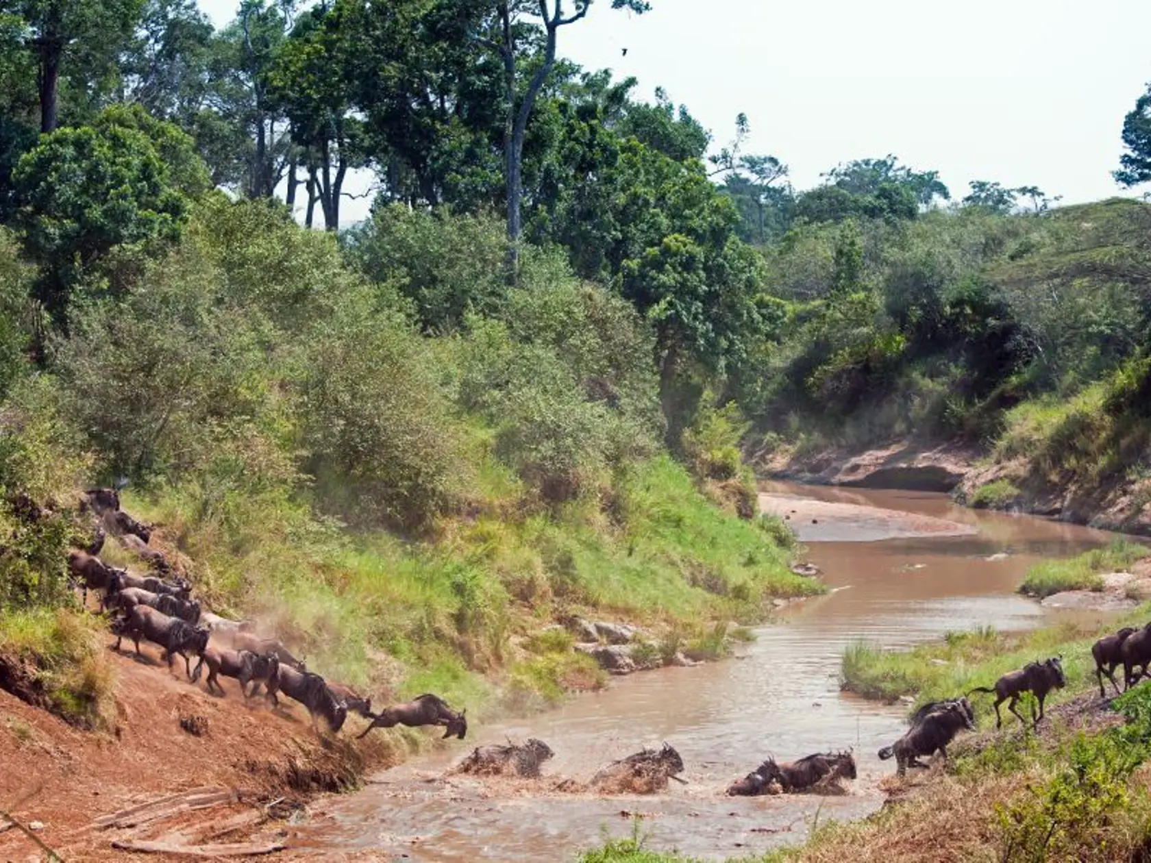 Národný park Masai Mara.