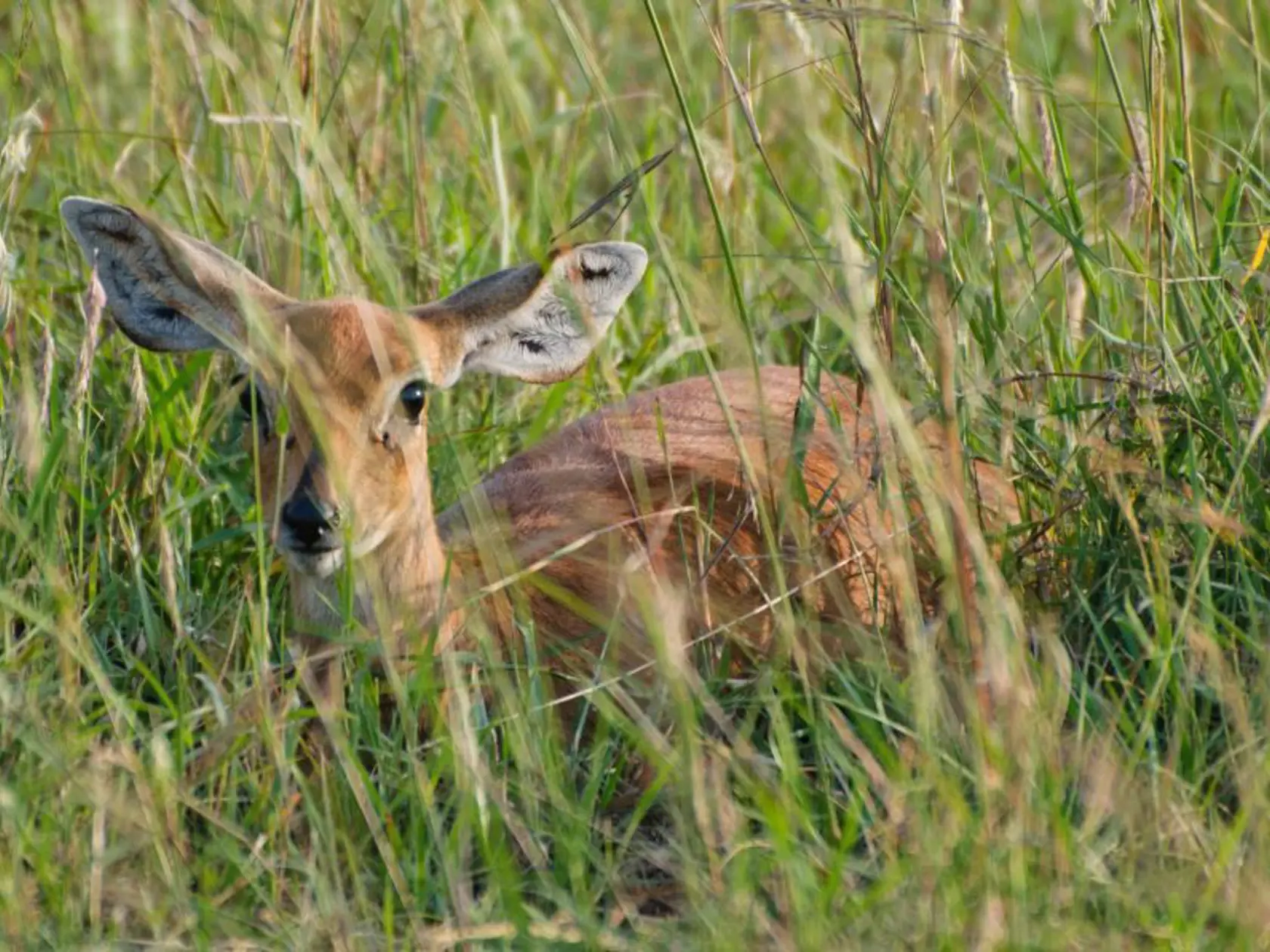 Národný park Masai Mara.