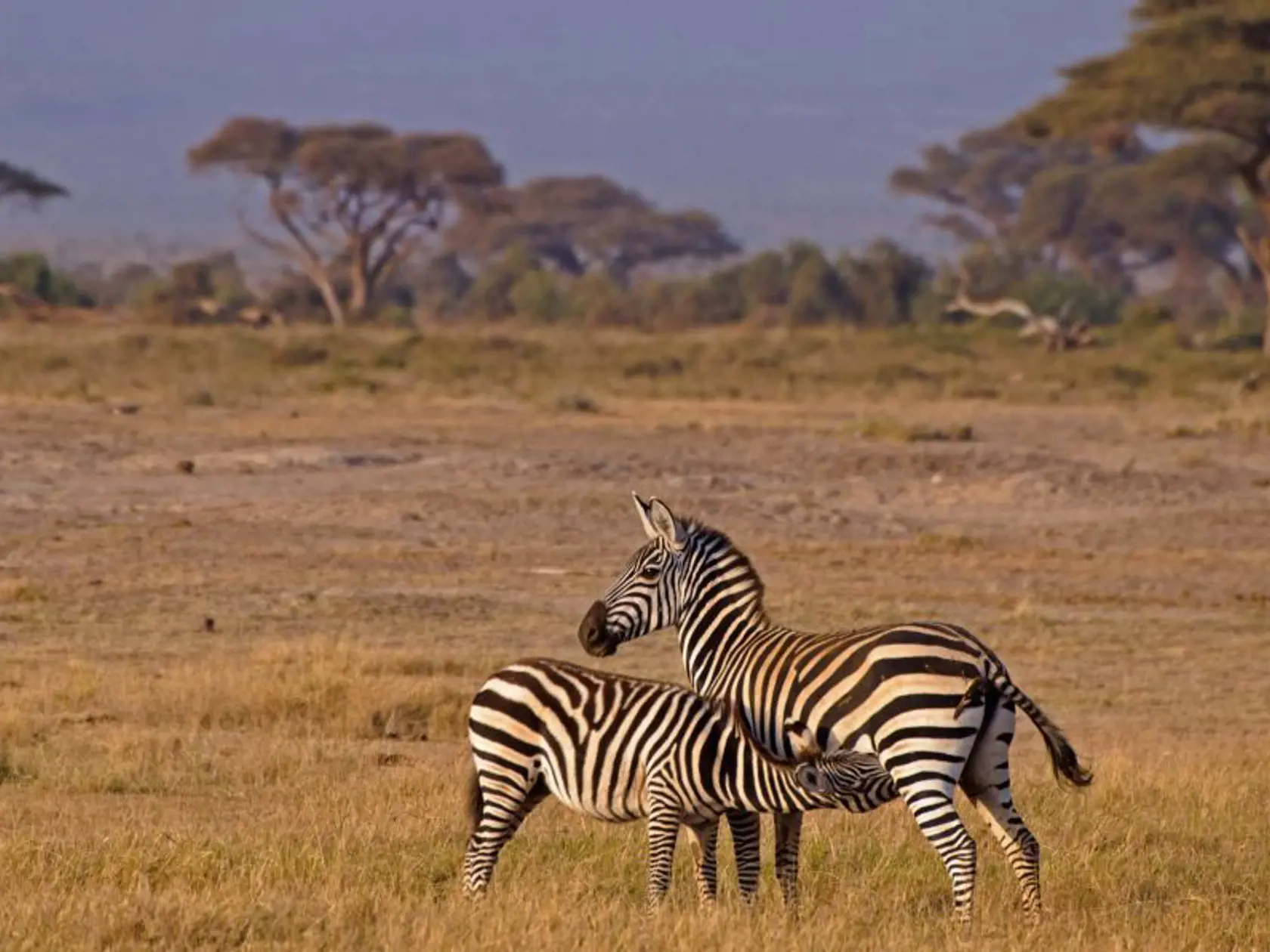 Národný park Amboseli