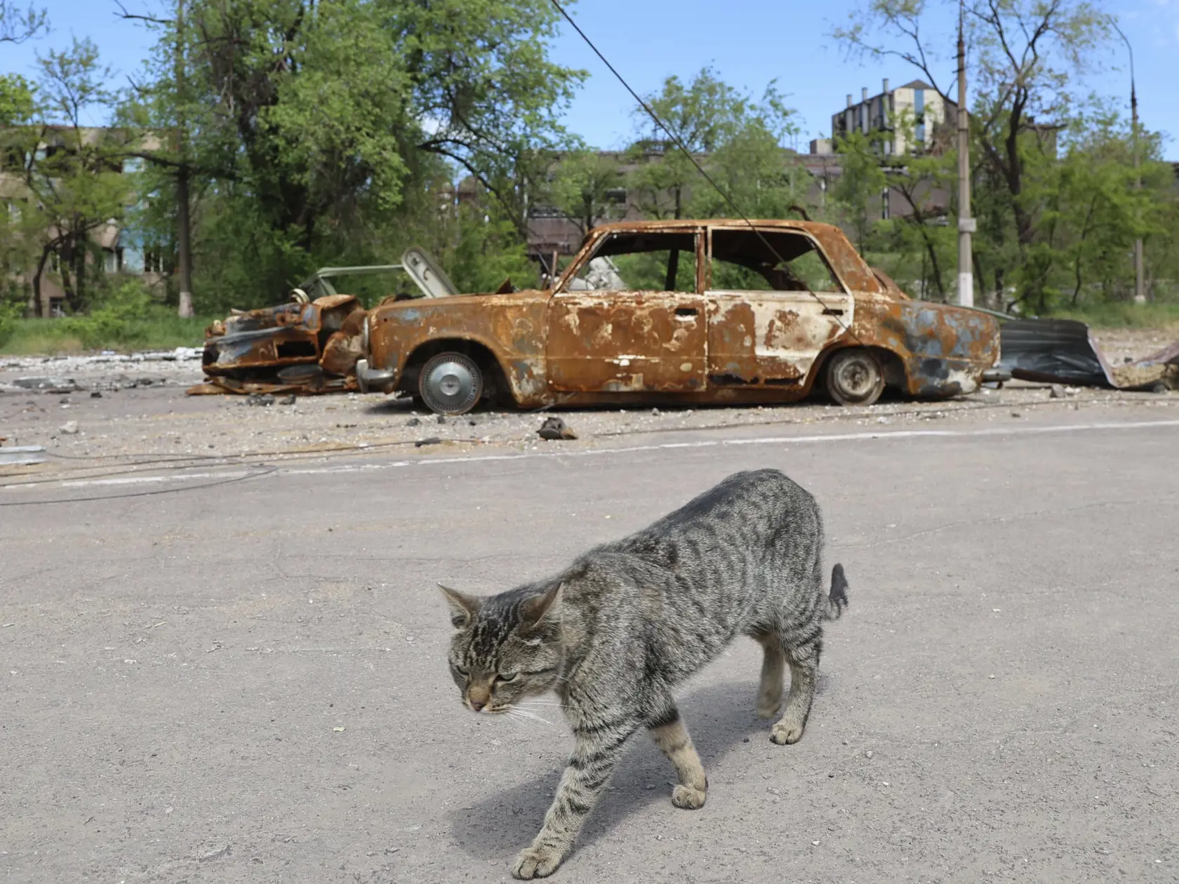 WA 38 Mariupol - Na snímke mačka kráča okolo vraku áut v obliehanom juhoukrajinskom prístavnom meste Mariupol počas 83. dňa ruskej invázie na Ukrajinu v utorok 17. mája 2022. FOTO TASR/AP   

A cat walks past burned out cars in Mariupol, in territory under the government of the Donetsk People's Republic, eastern Ukraine, Tuesday, May 17, 2022. (AP Photo/Alexei Alexandrov)