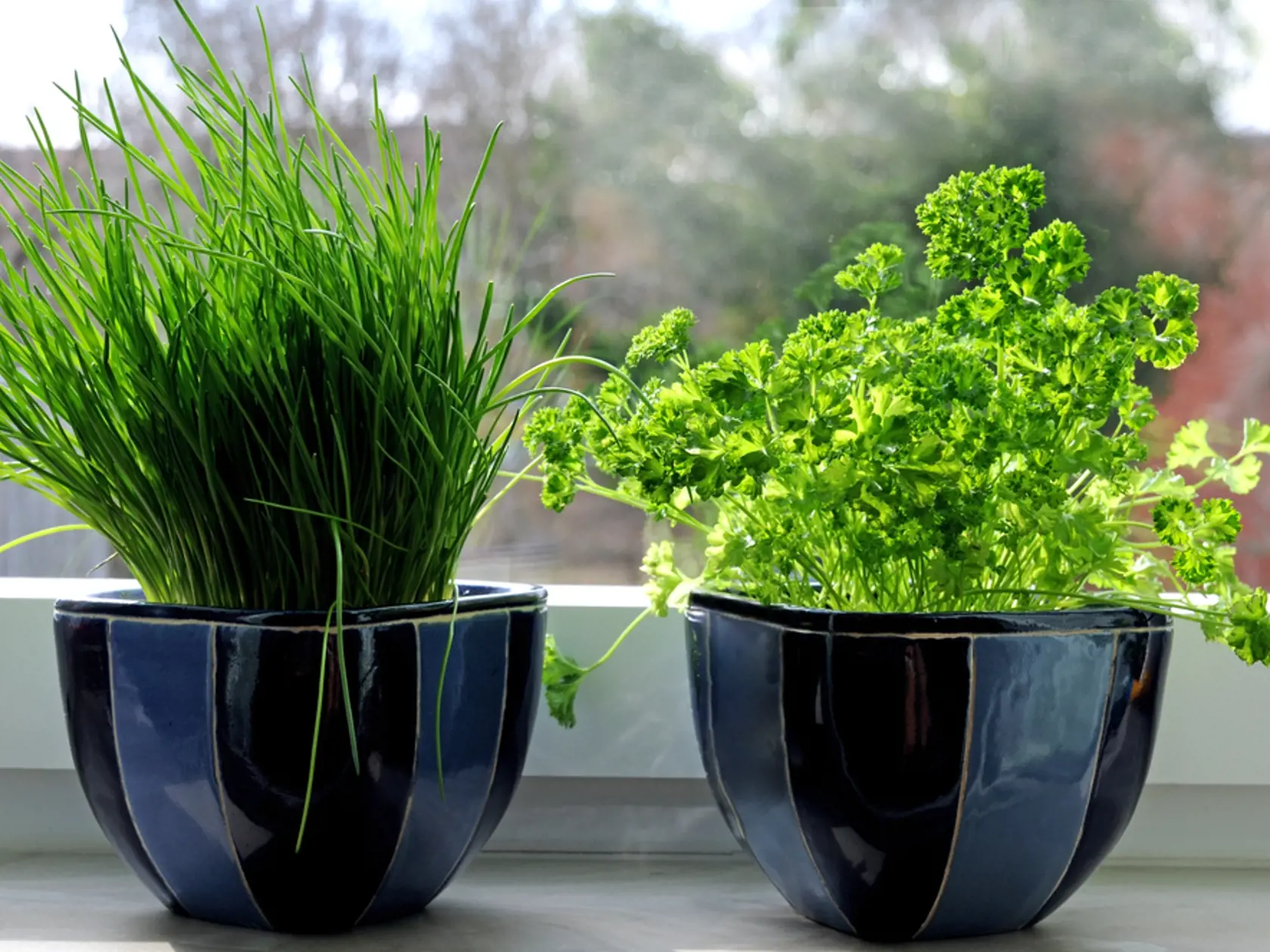 Two,Fresh,Herbs,Pots,With,Chives,And,Parsley,On,A