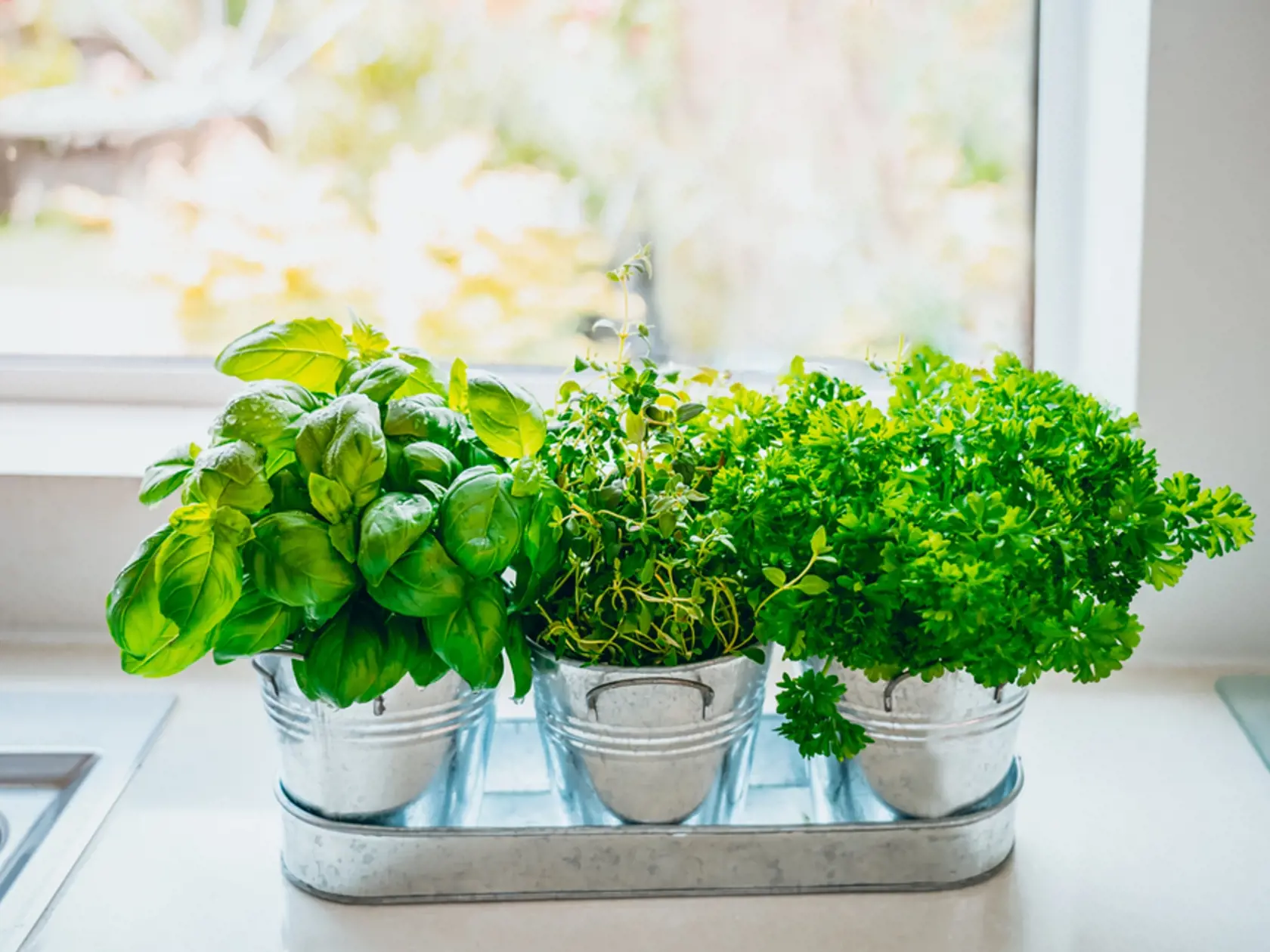 Organic,,Homegrown,Basil,,Parsley,And,Thyme,Herbs,In,Pots,On