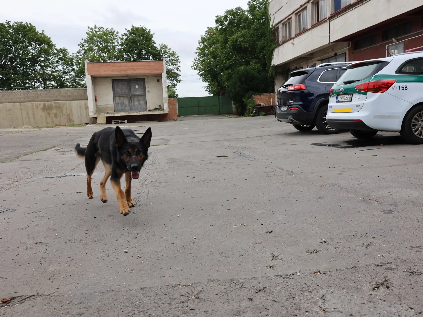 Sympatický psovod má za sebou už výcvik niekoľkých takýchto psov.