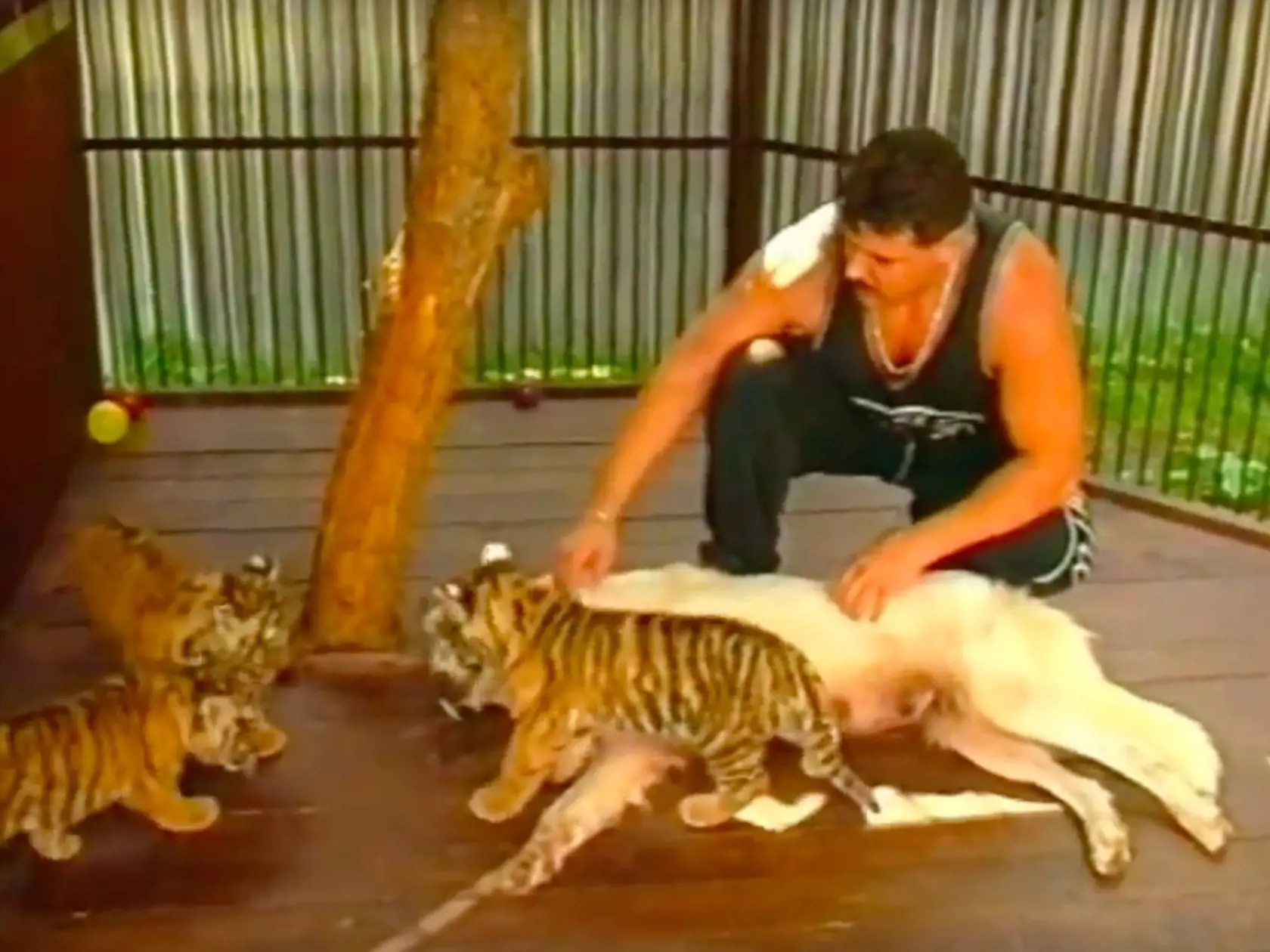Mikuláš Černák a jeho tigre. Choval ich v čase, keď páchal svoje nejzávažnejšie zločiny. 
