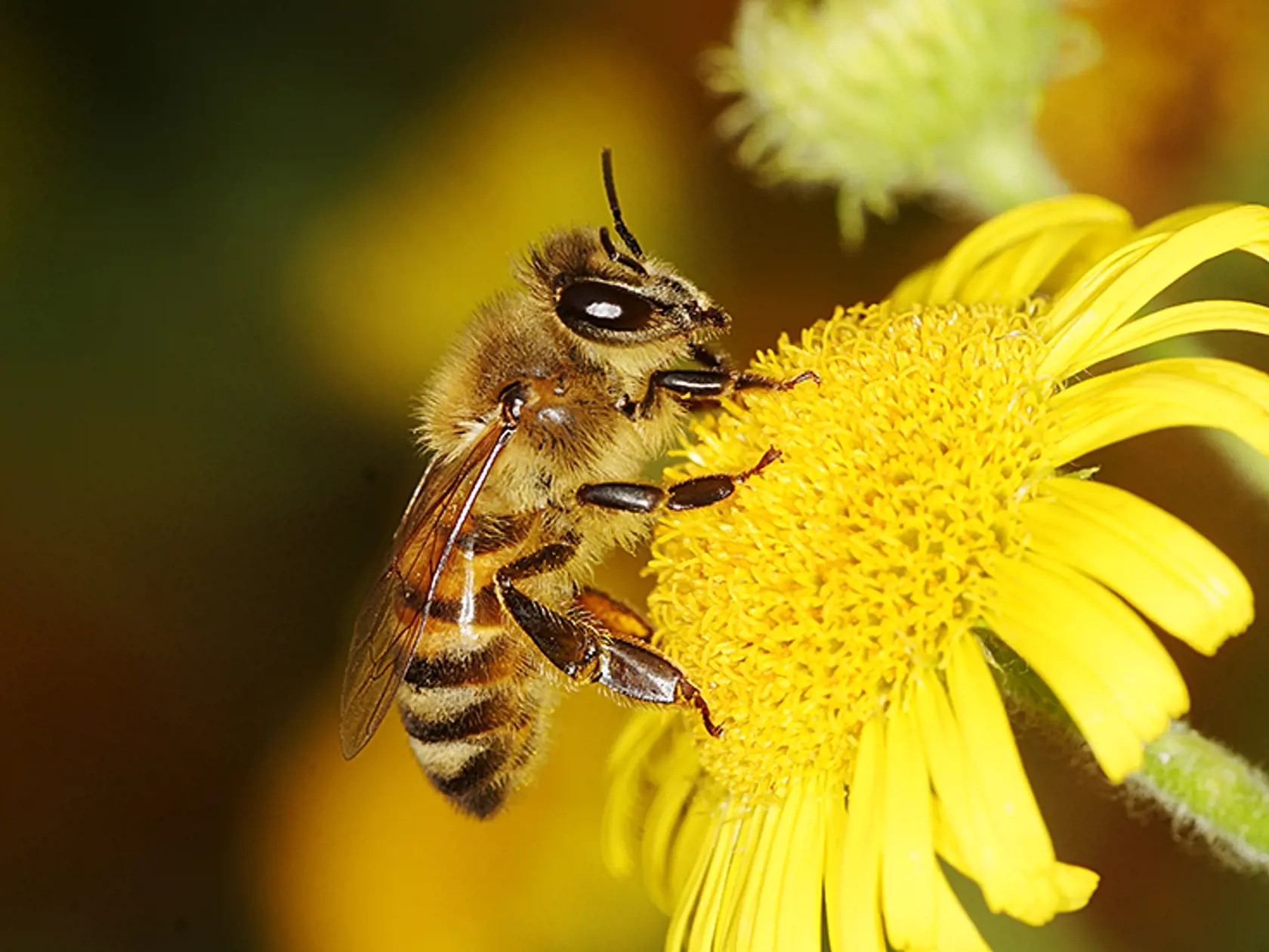 Honey,Bee,,Bee