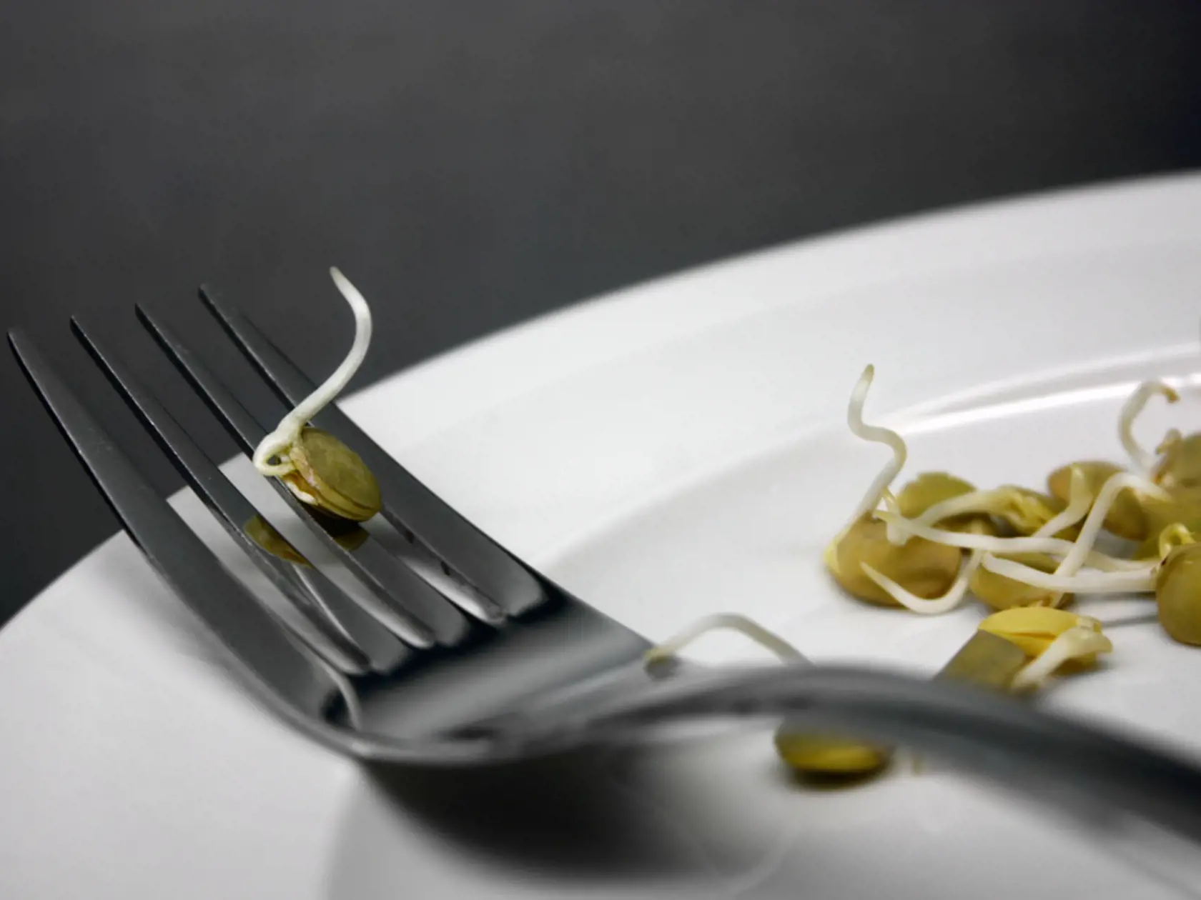 Germinating,Lentil,On,Fork