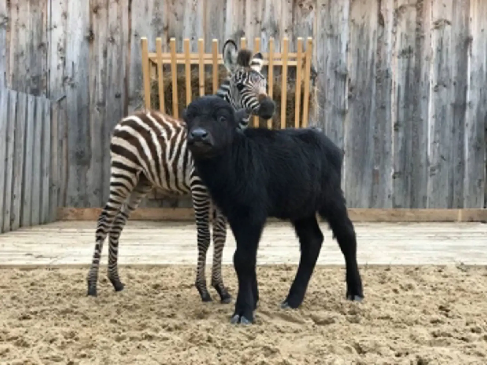 Safari park Bešeňová