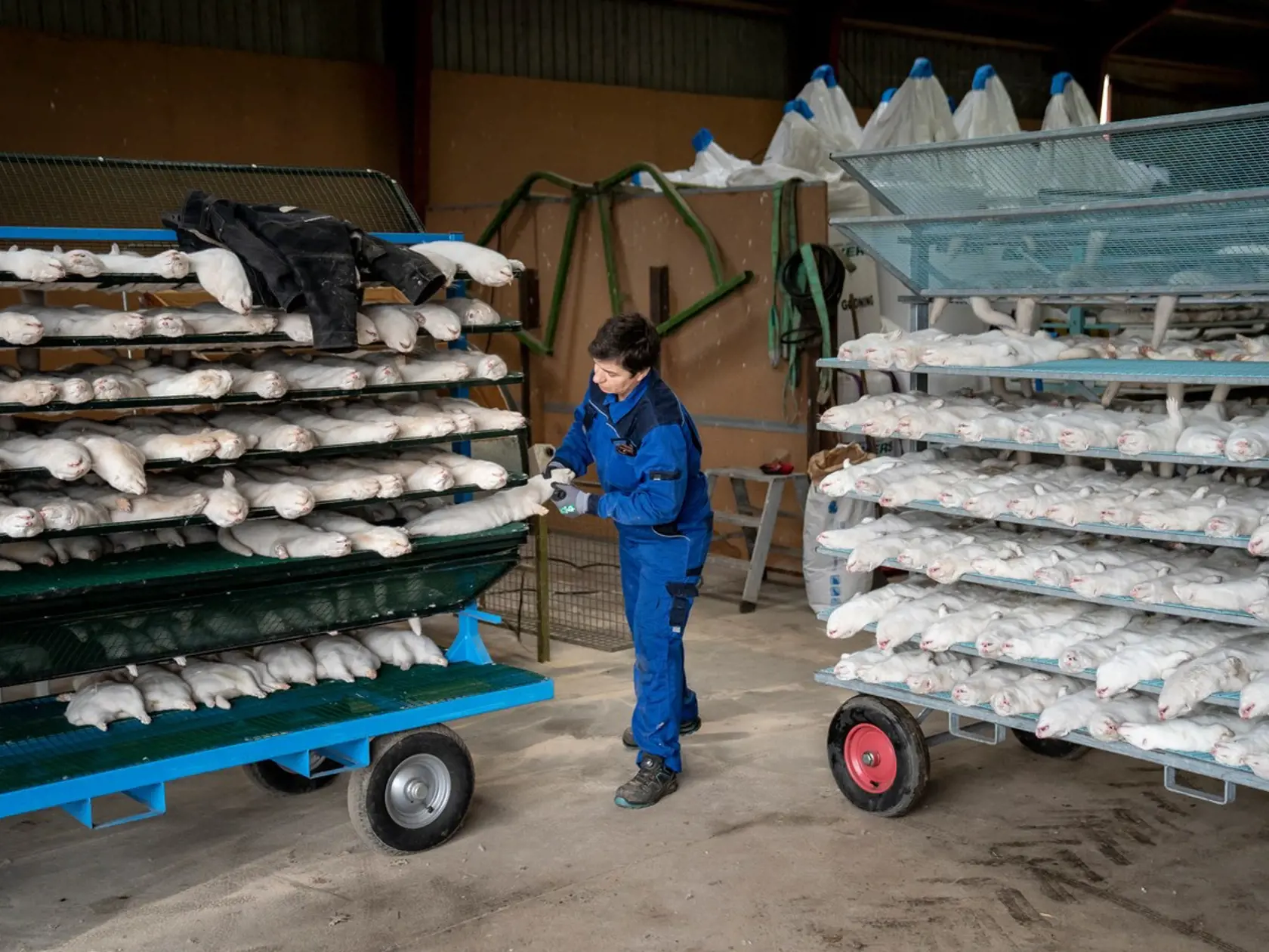 Vláda pre výskyt zmutovaného koronavírusu nariadila utratiť všetkých 15 miliónov noriek chovaných na farmách.