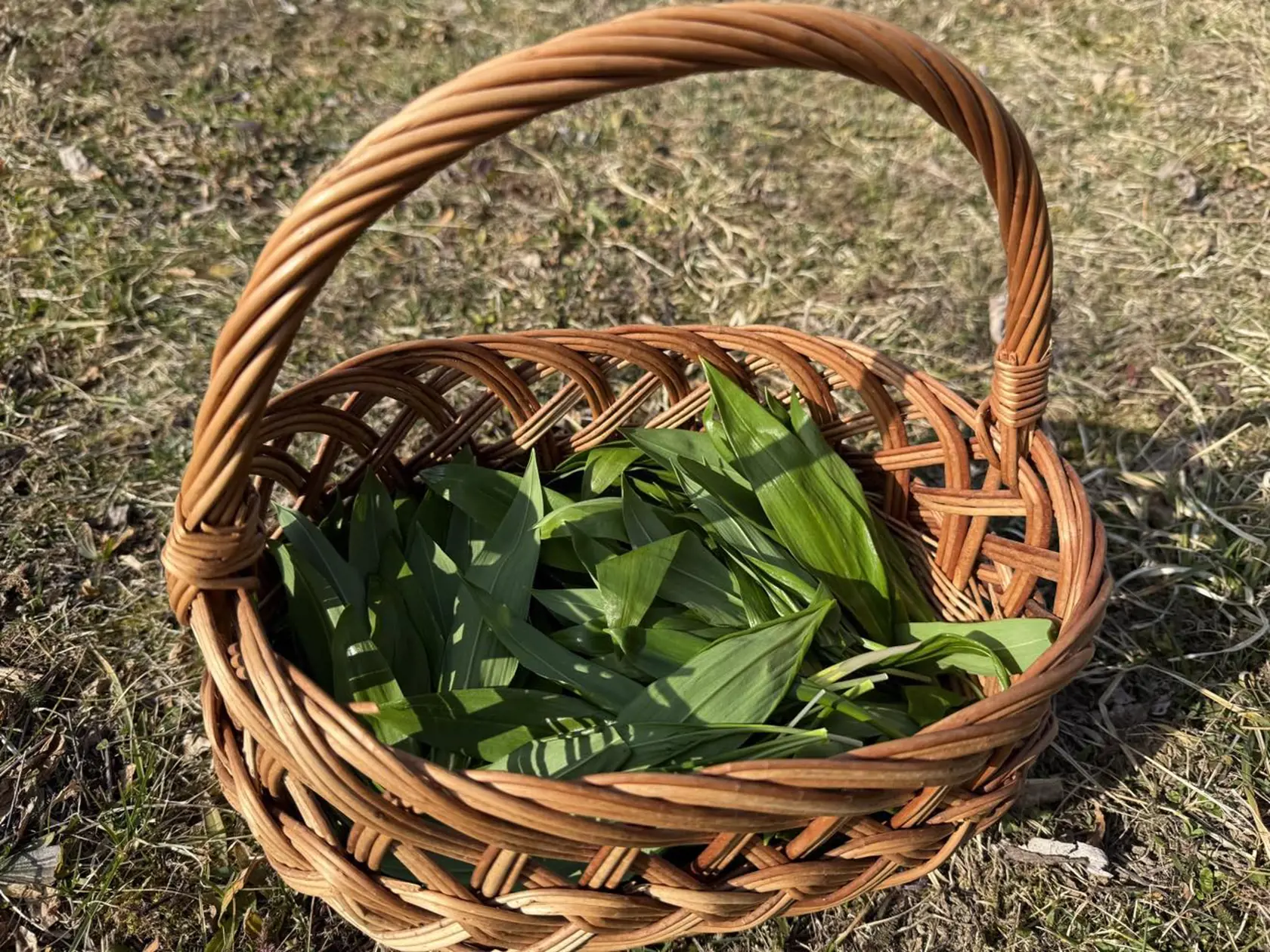 Príroda sa prebúdza, rastie už aj medvedí cesnak.